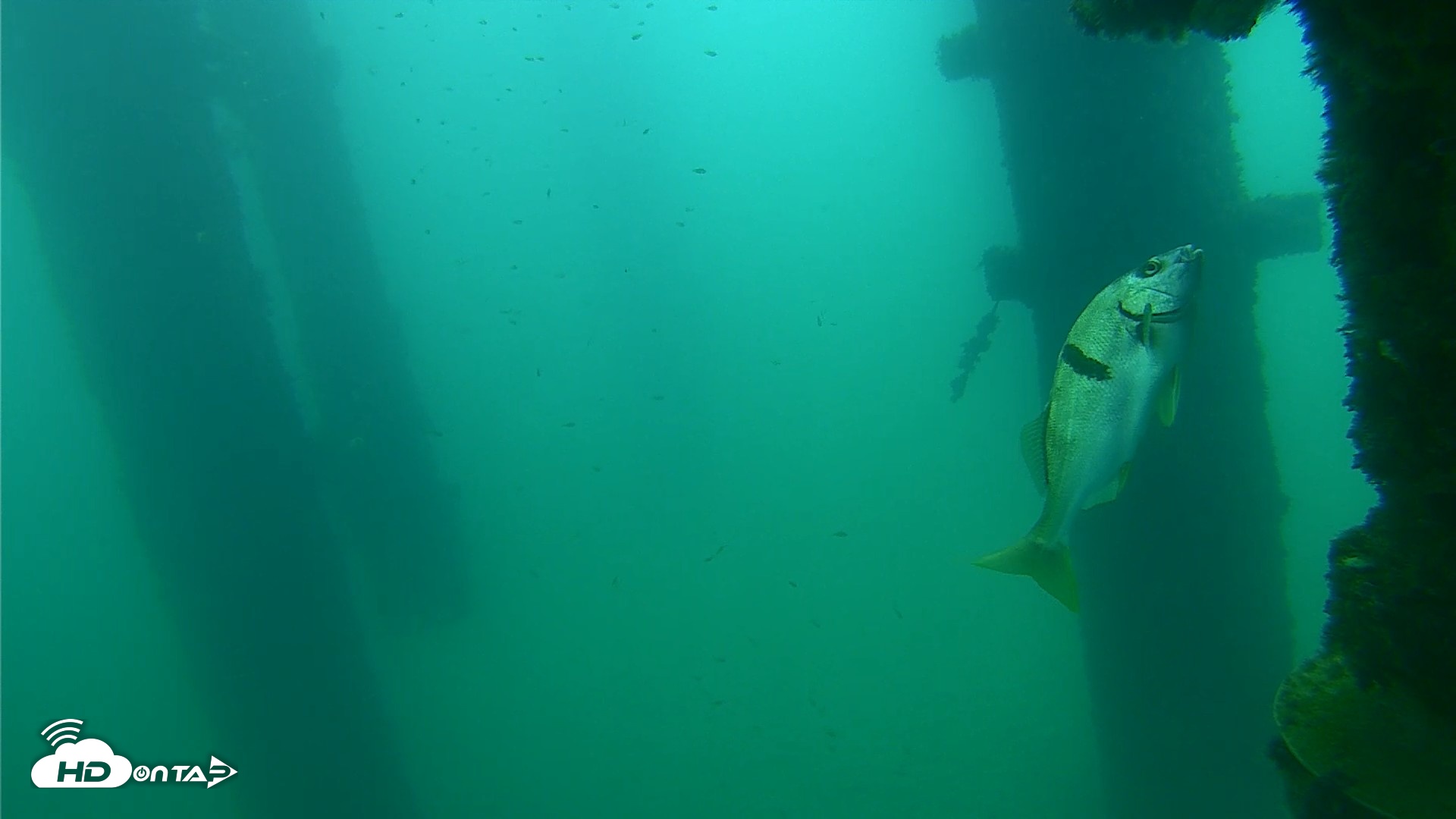 Snapshot of Scripps Pier Underwater Live Webcam taken Sep 21, 2026, 8:41am PDT