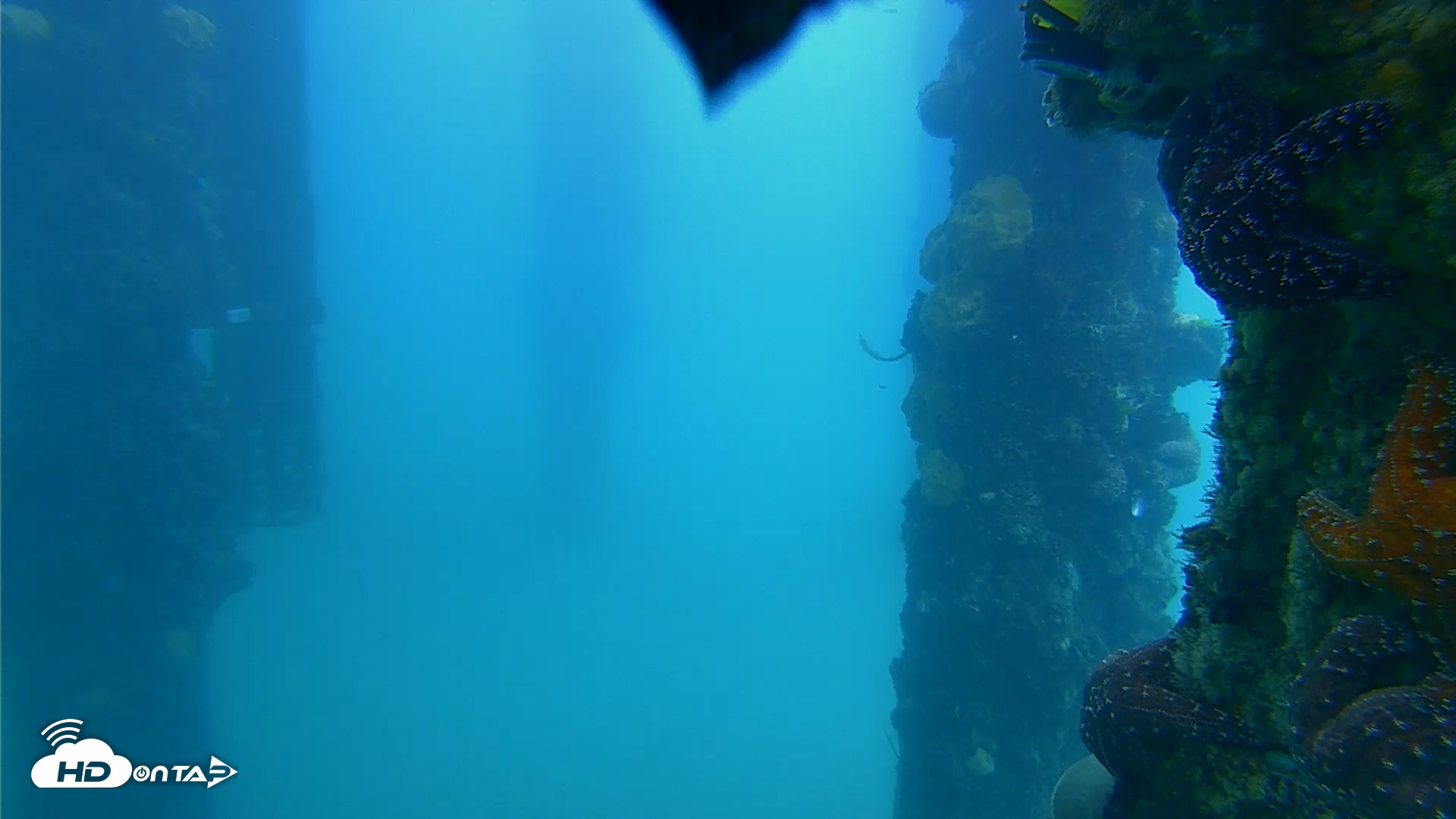 Snapshot of Scripps Pier Underwater Live Webcam taken Apr 28, 2025, 7:23am PDT