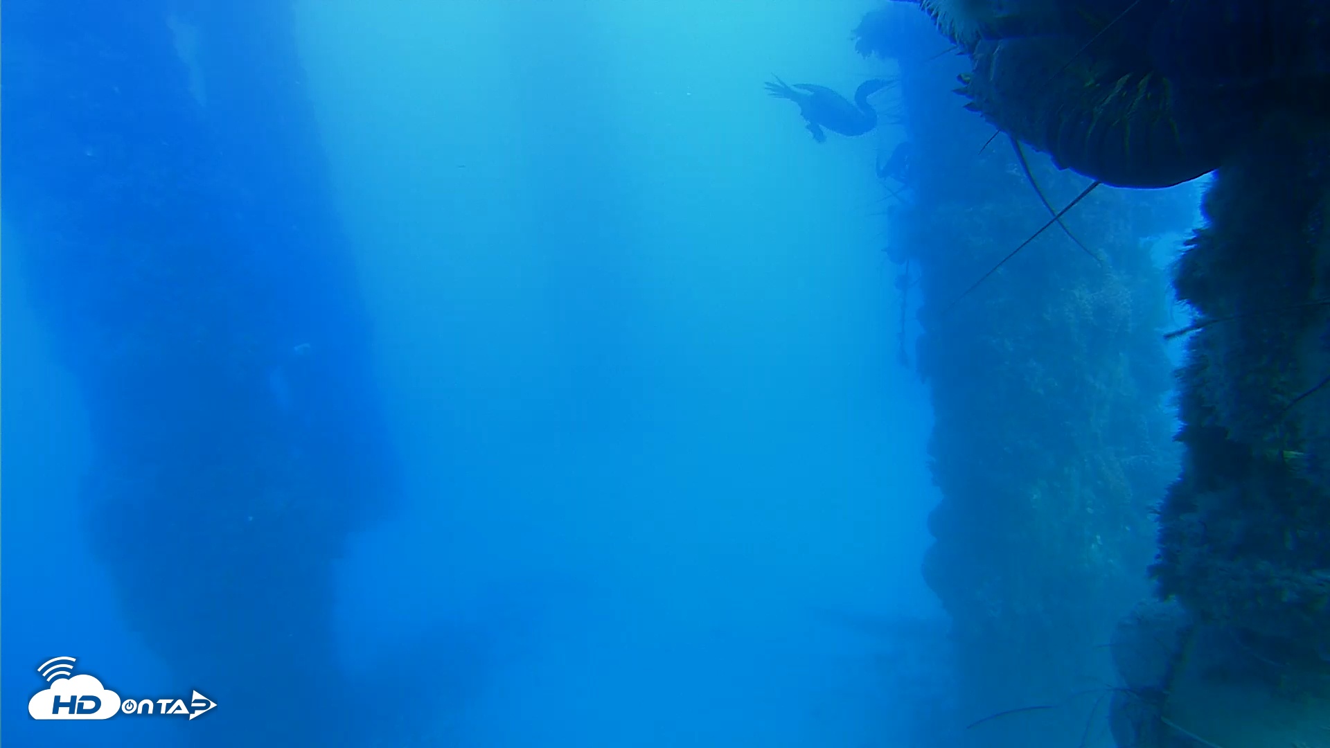 Snapshot of Scripps Pier Underwater Live Webcam taken Nov 13, 2025, 3:19pm PST