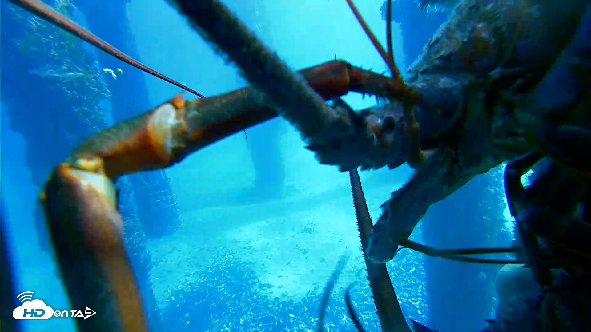 Snapshot of Scripps Pier Underwater Live Webcam taken Jan 19, 2026, 11:36am PST