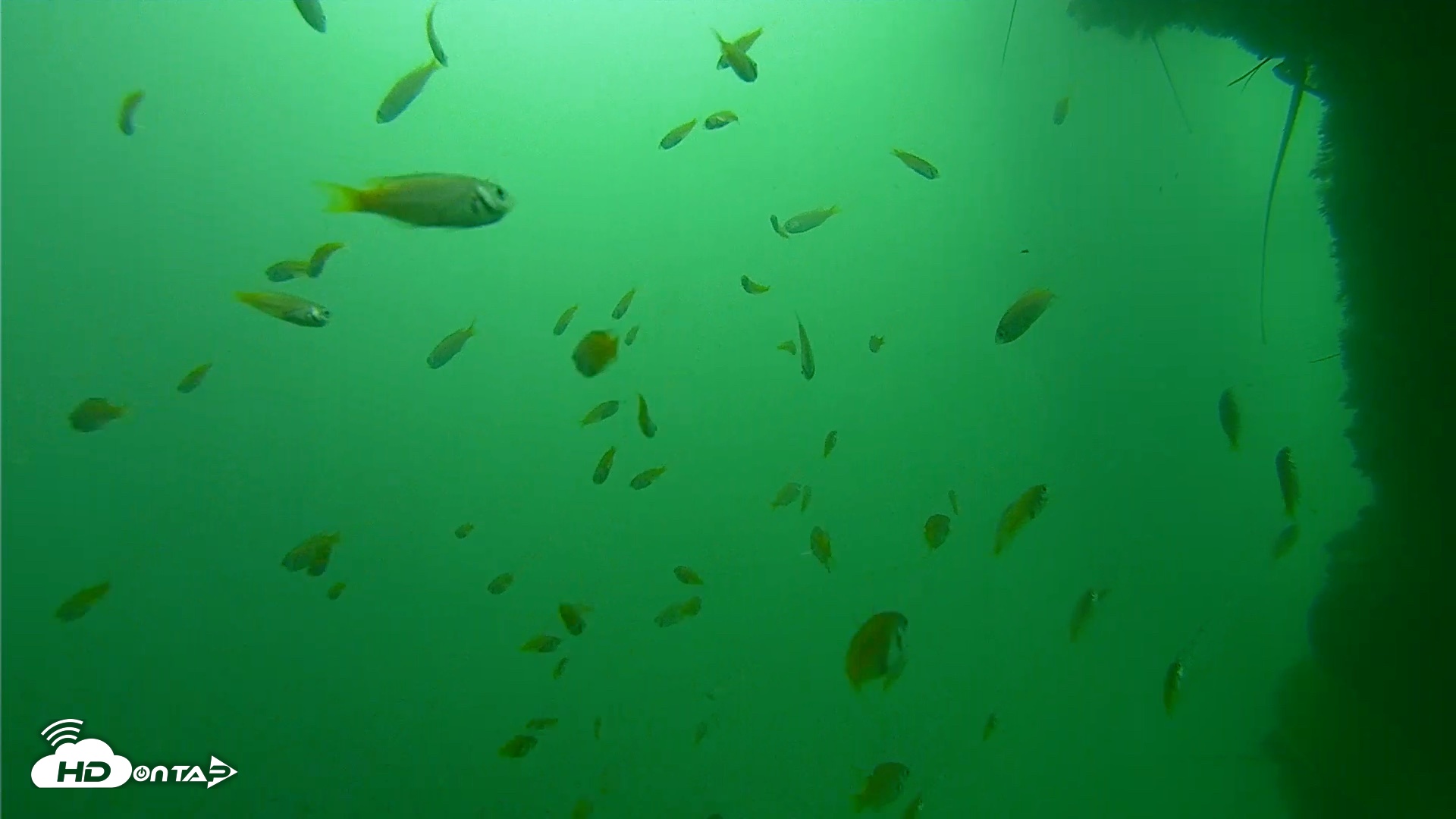 Snapshot of Scripps Pier Underwater Live Webcam taken Sep 29, 2026, 10:04am PDT