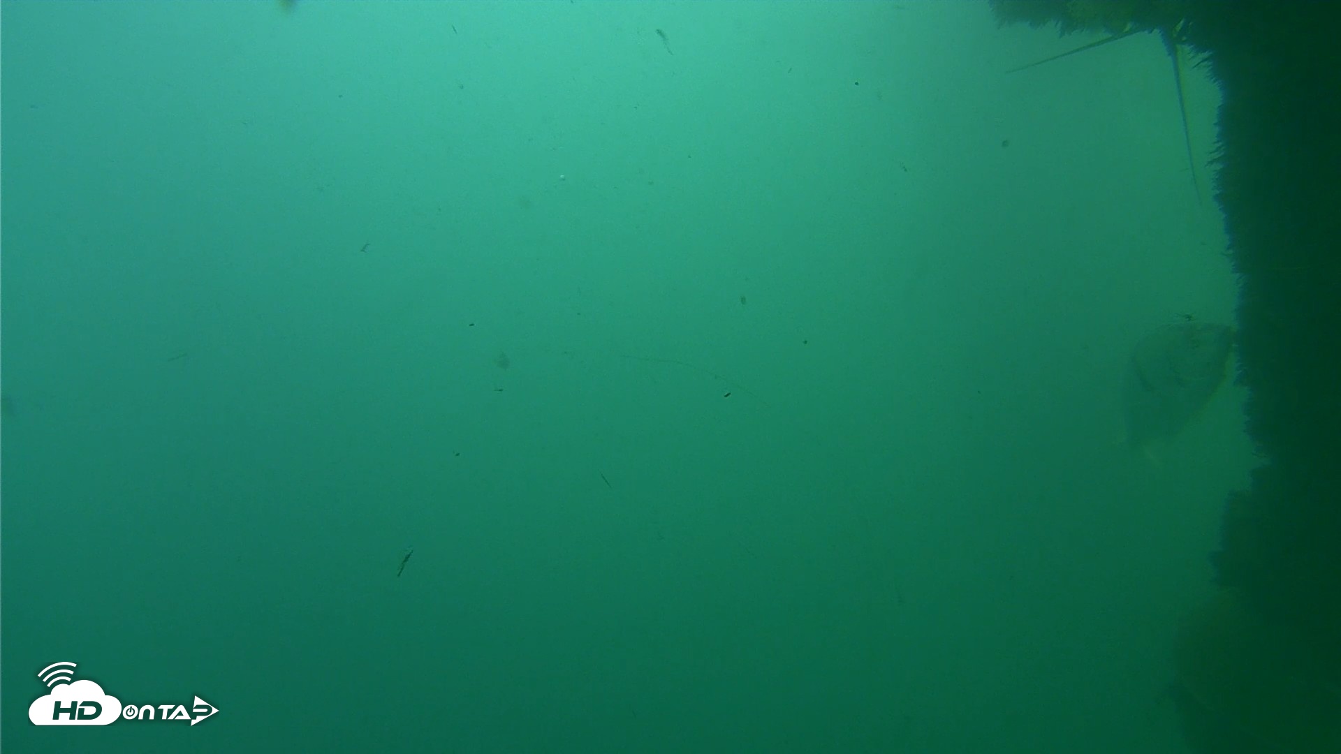 Snapshot of Scripps Pier Underwater Live Webcam taken Oct 12, 2026, 3:02pm PDT