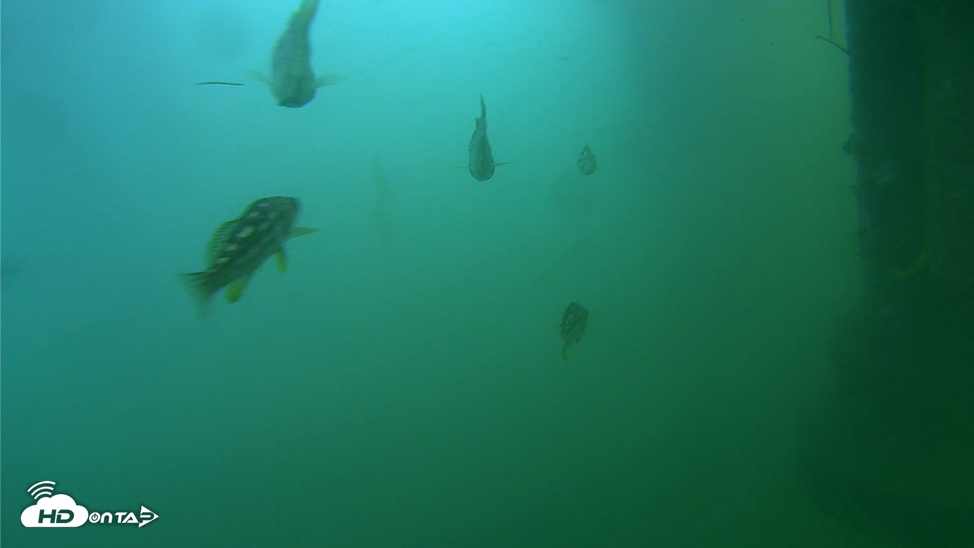 Snapshot of Scripps Pier Underwater Live Webcam taken Jul 27, 2026, 8:39am PDT