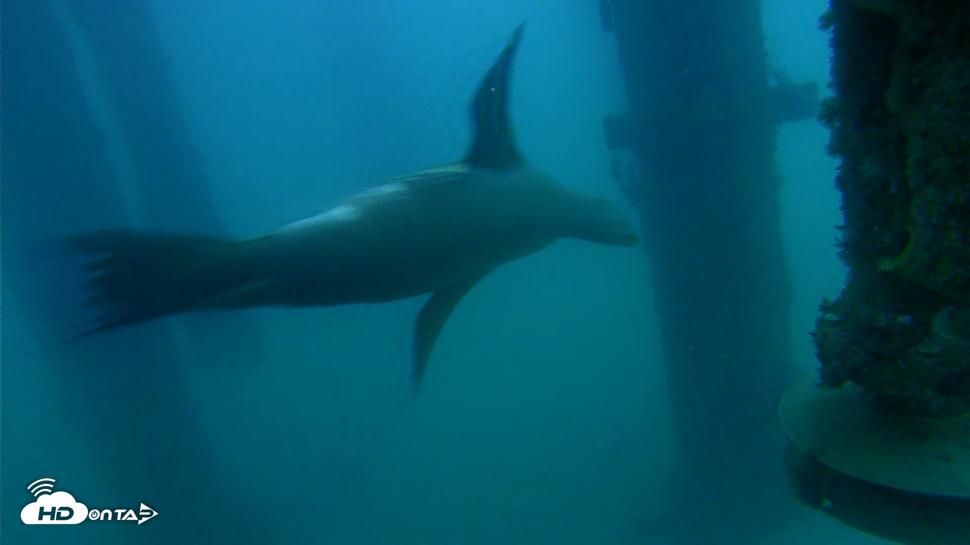 Snapshot of Scripps Pier Underwater Live Webcam taken Aug 14, 2026, 6:20am PDT