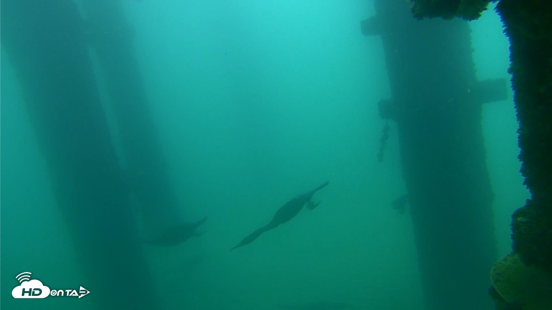 Snapshot of Scripps Pier Underwater Live Webcam taken Sep 18, 2026, 7:56am PDT