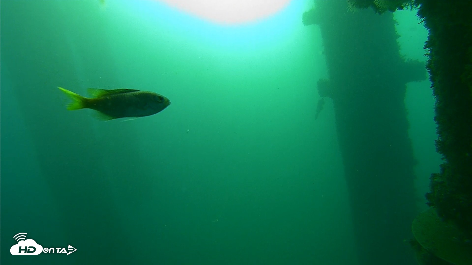 Snapshot of Scripps Pier Underwater Live Webcam taken Oct 14, 2026, 7:53am PDT