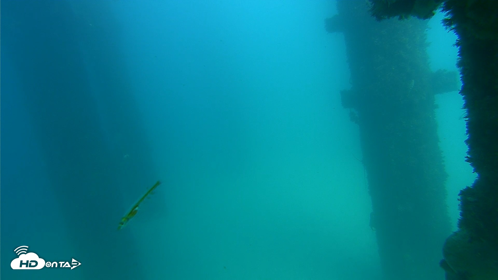 Snapshot of Scripps Pier Underwater Live Webcam taken Sep 17, 2026, 3:06pm PDT