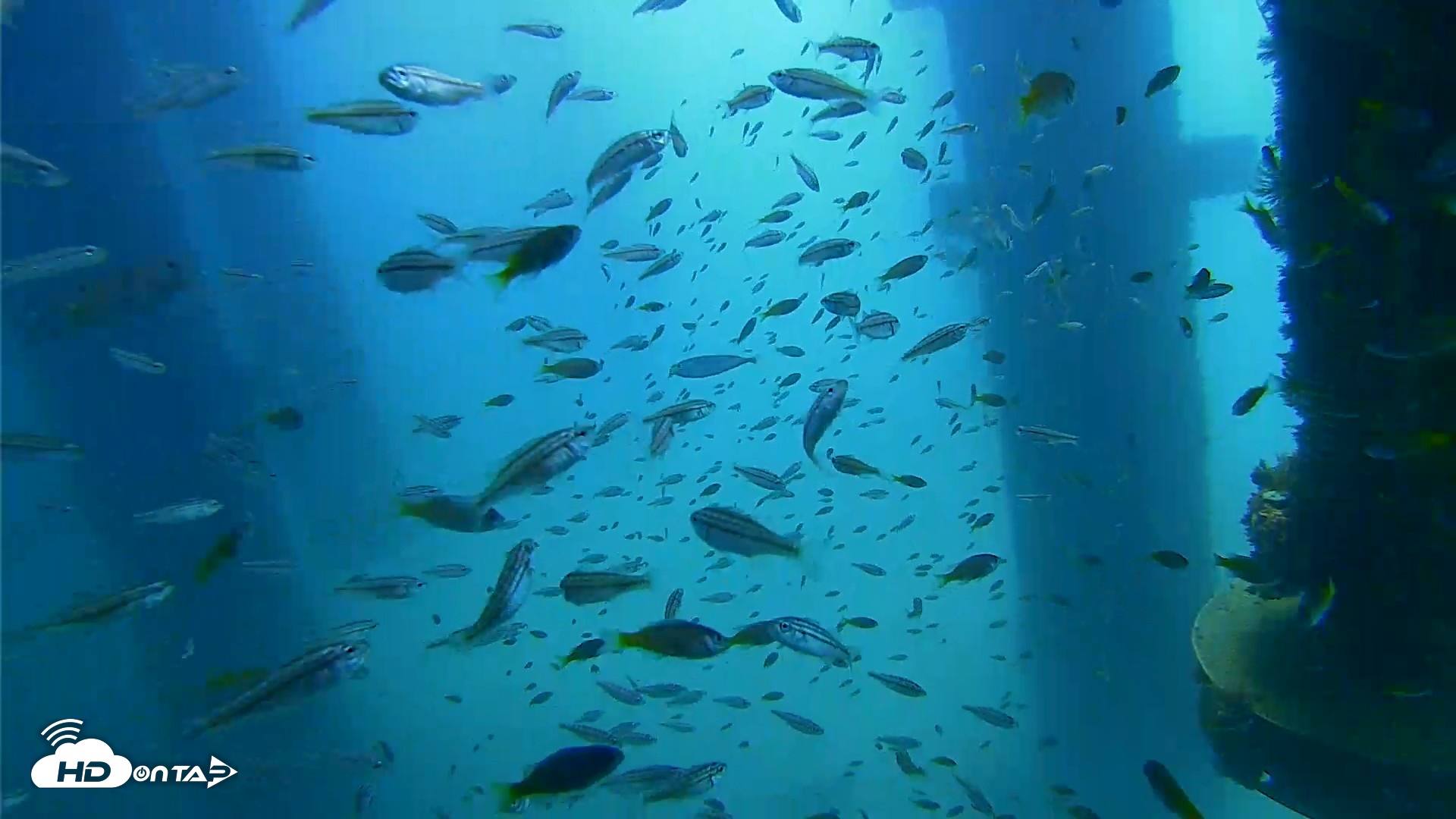 Snapshot of Scripps Pier Underwater Live Webcam taken Aug 27, 2026, 11:17am PDT