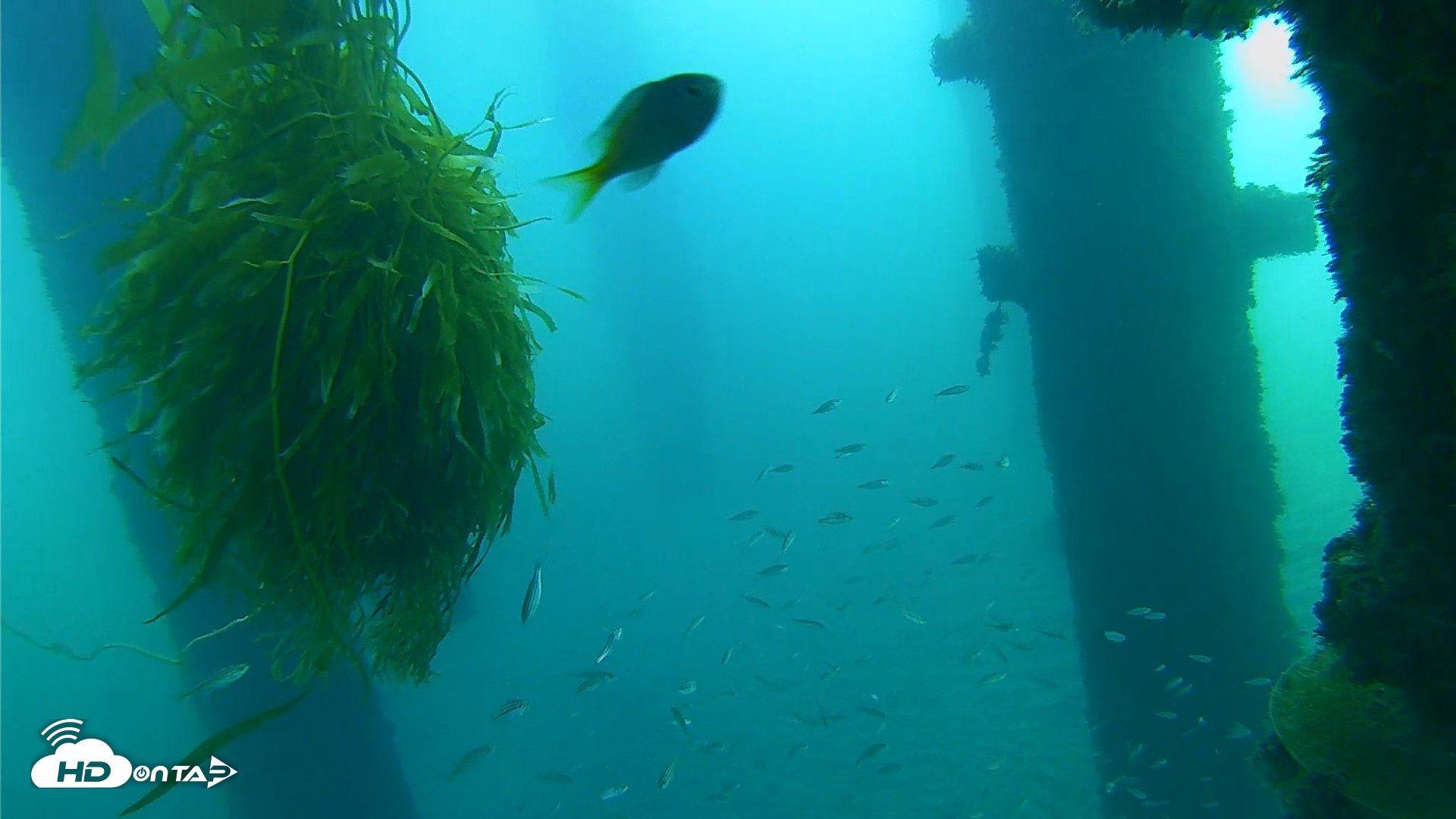 Snapshot of Scripps Pier Underwater Live Webcam taken Oct 5, 2026, 7:41am PDT
