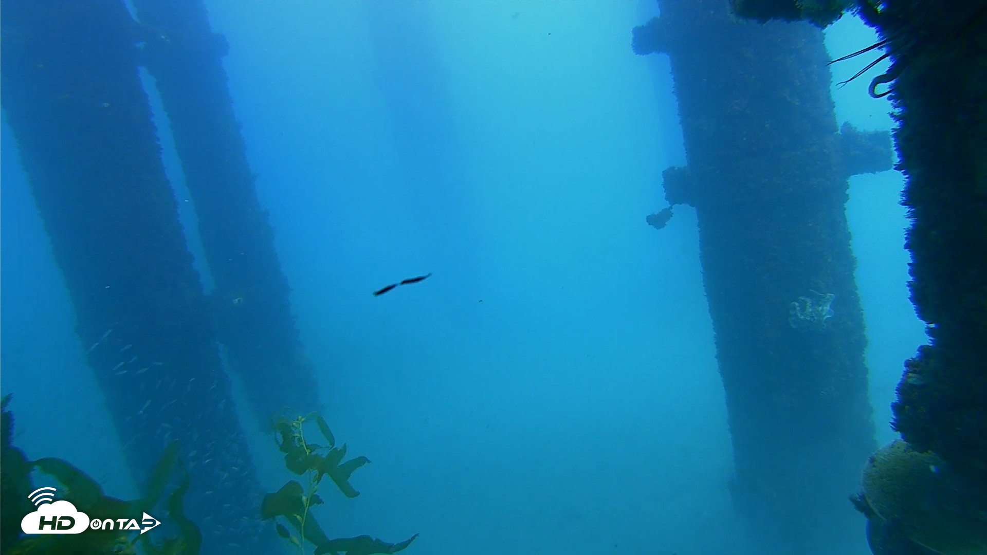 Snapshot of Scripps Pier Underwater Live Webcam taken Oct 7, 2026, 2:05pm PDT
