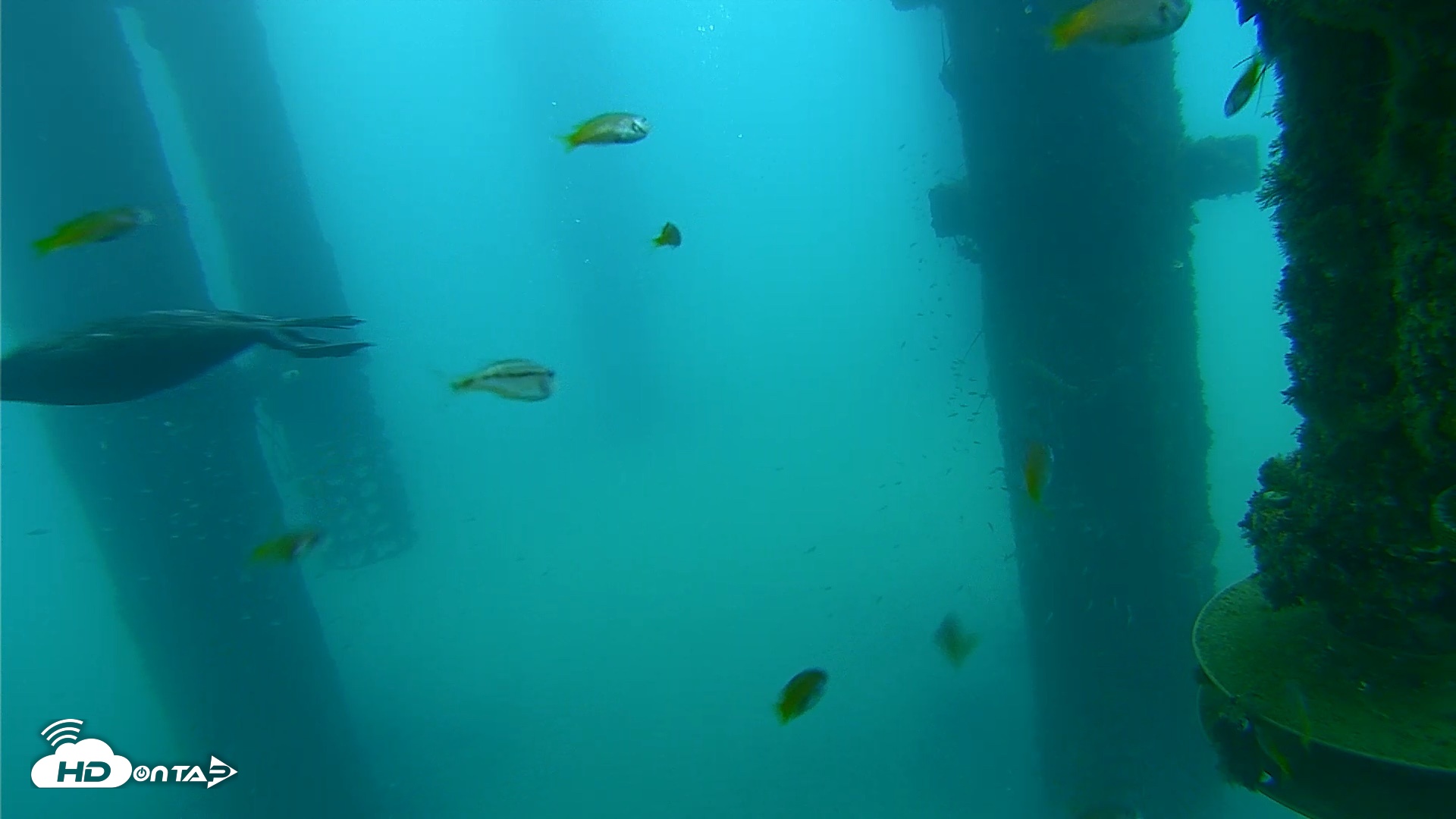 Snapshot of Scripps Pier Underwater Live Webcam taken Aug 27, 2026, 7:42am PDT