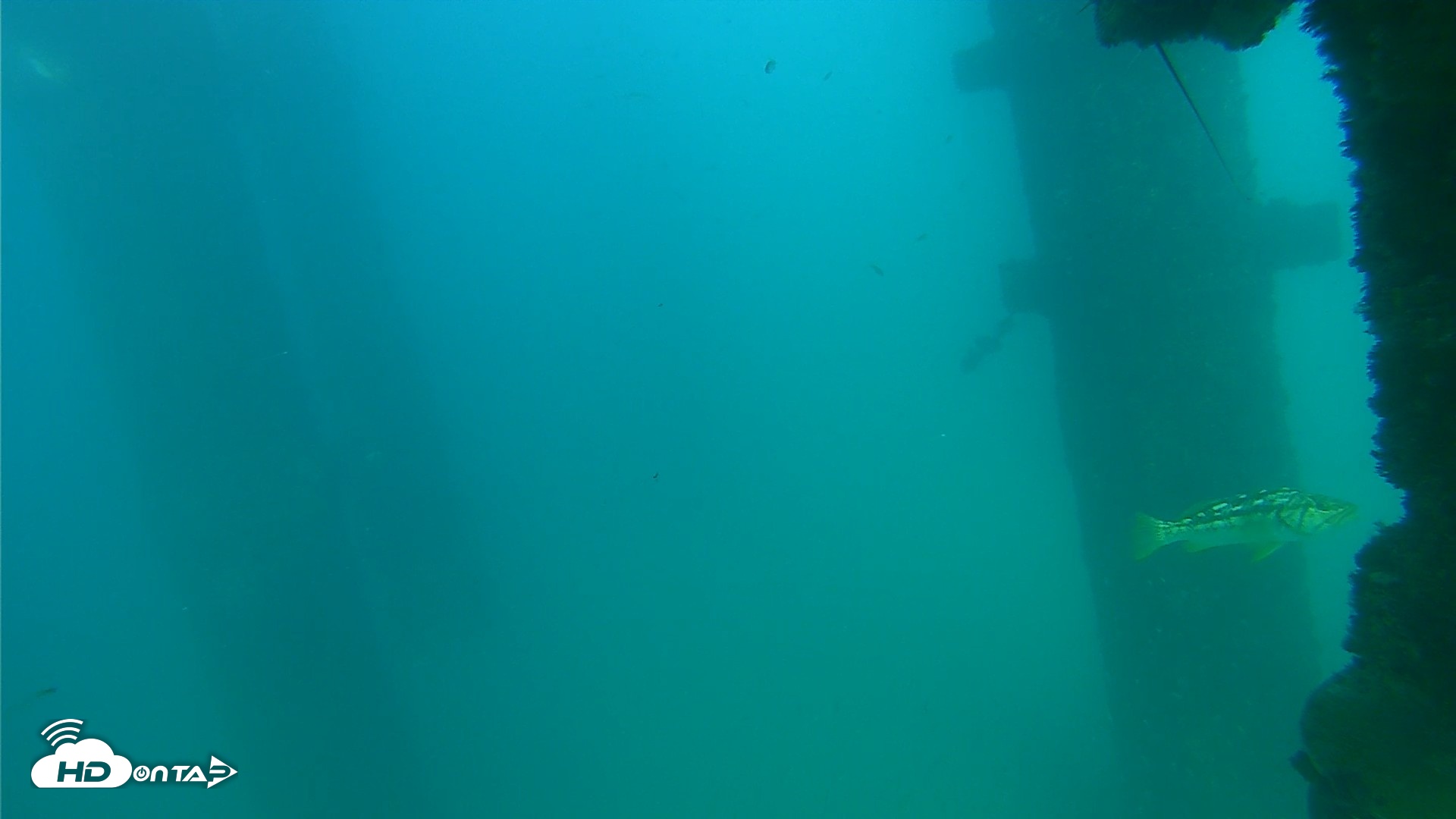 Snapshot of Scripps Pier Underwater Live Webcam taken Sep 16, 2026, 4:44pm PDT
