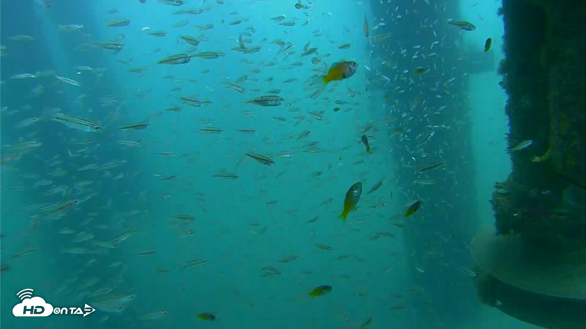 Snapshot of Scripps Pier Underwater Live Webcam taken Aug 10, 2026, 9:16am PDT
