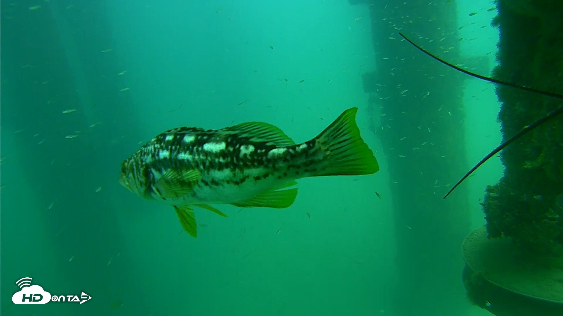 Snapshot of Scripps Pier Underwater Live Webcam taken Aug 14, 2026, 2:29pm PDT