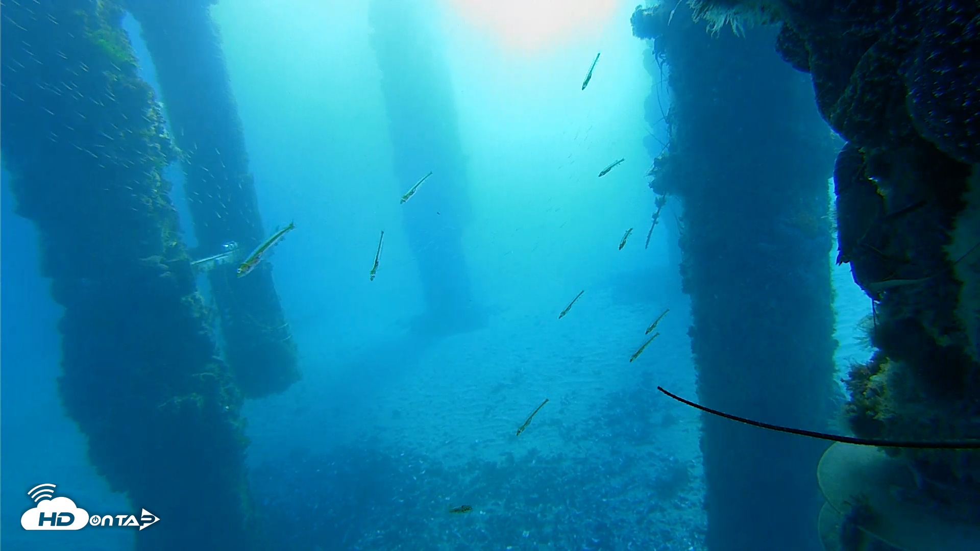 Snapshot of Scripps Pier Underwater Live Webcam taken Jan 27, 2026, 7:46am PST