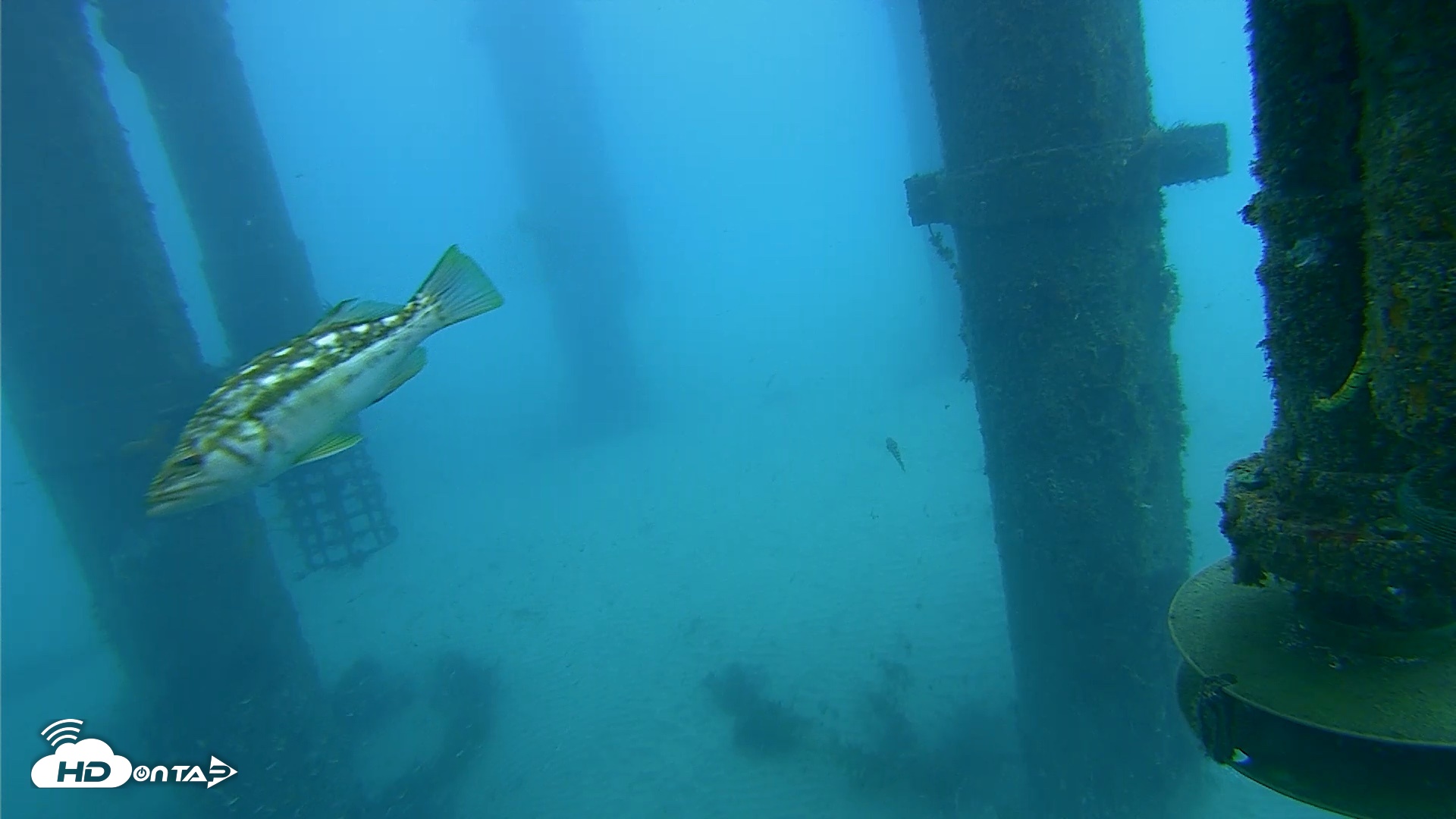 Snapshot of Scripps Pier Underwater Live Webcam taken Jul 30, 2026, 7:33am PDT