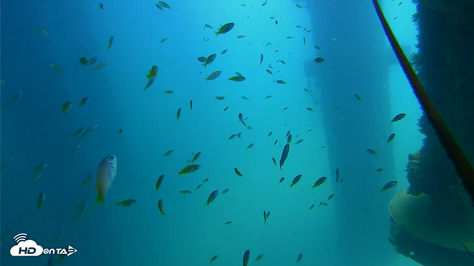 Snapshot of Scripps Pier Underwater Live Webcam taken Aug 21, 2026, 12:43pm PDT