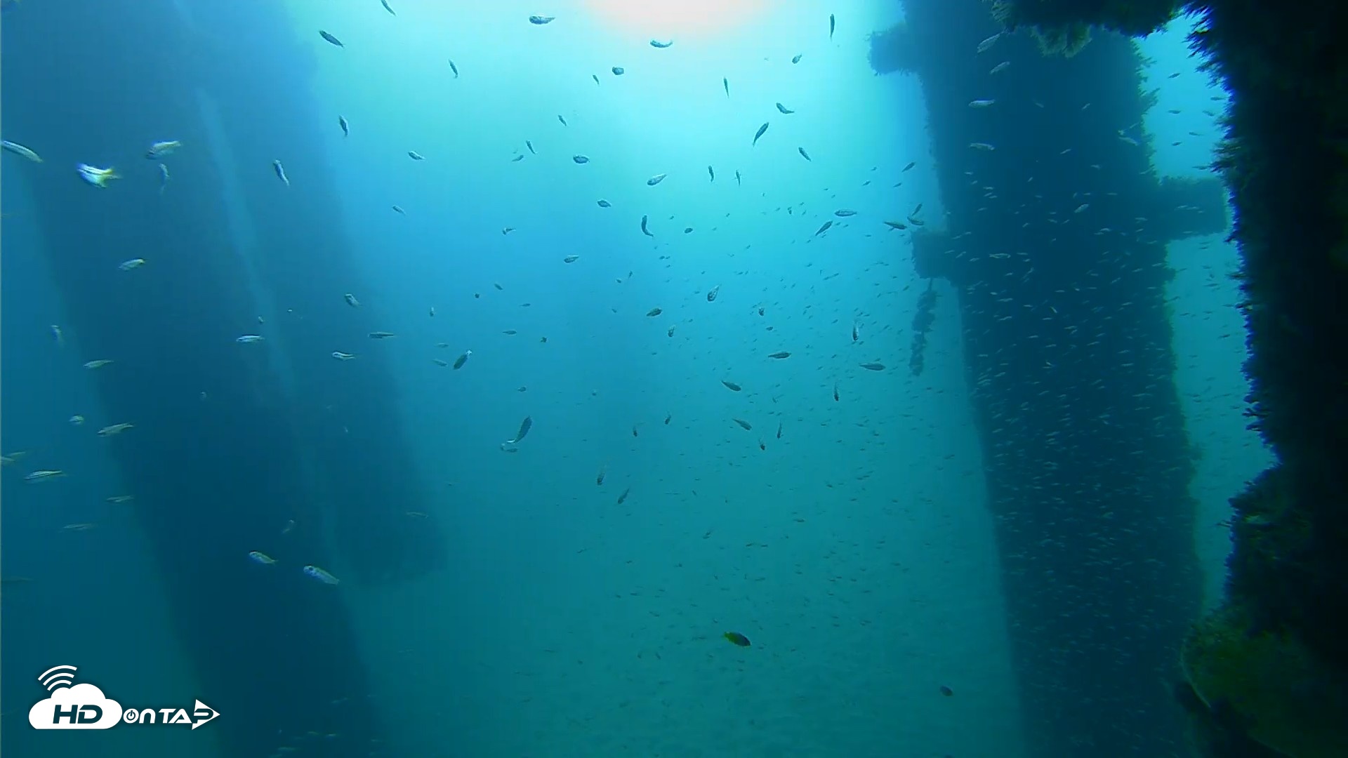 Snapshot of Scripps Pier Underwater Live Webcam taken Sep 25, 2026, 9:05am PDT