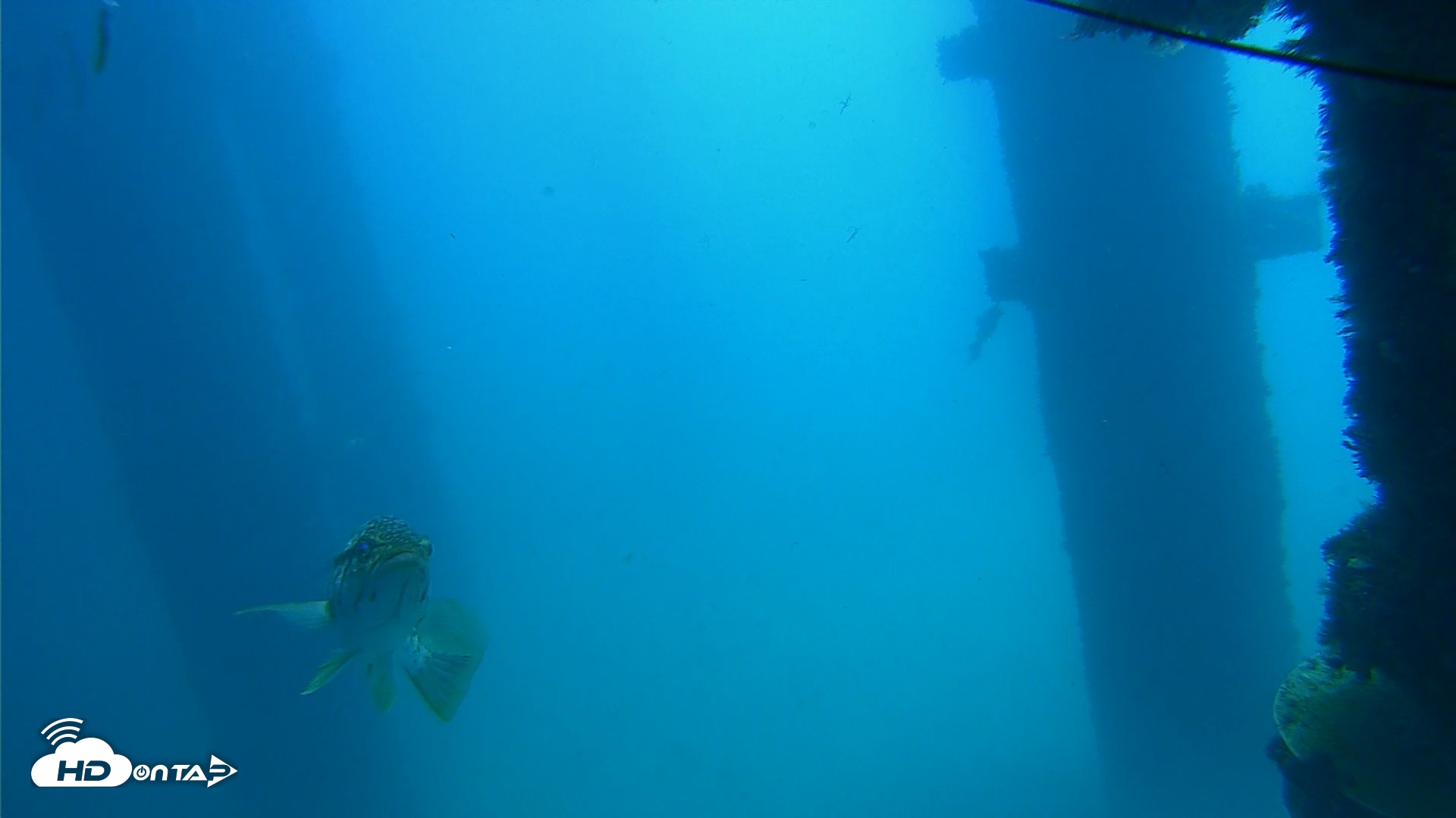 Snapshot of Scripps Pier Underwater Live Webcam taken Sep 19, 2026, 11:56am PDT