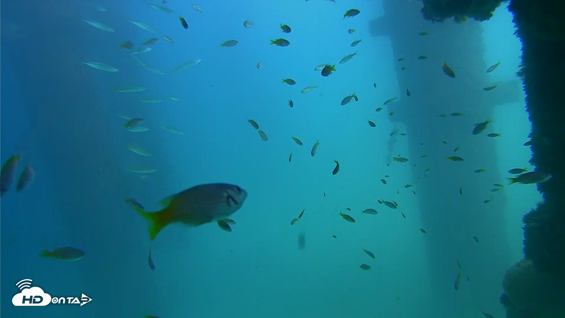 Snapshot of Scripps Pier Underwater Live Webcam taken Sep 18, 2026, 2:18pm PDT