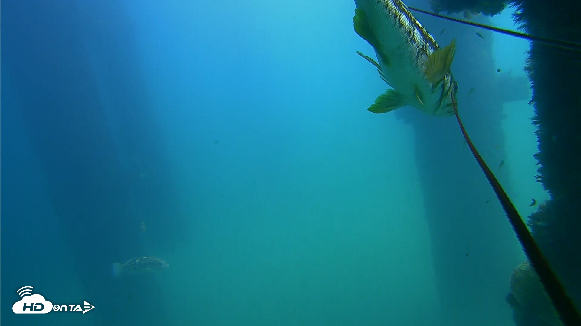 Snapshot of Scripps Pier Underwater Live Webcam taken Sep 22, 2026, 1:01pm PDT