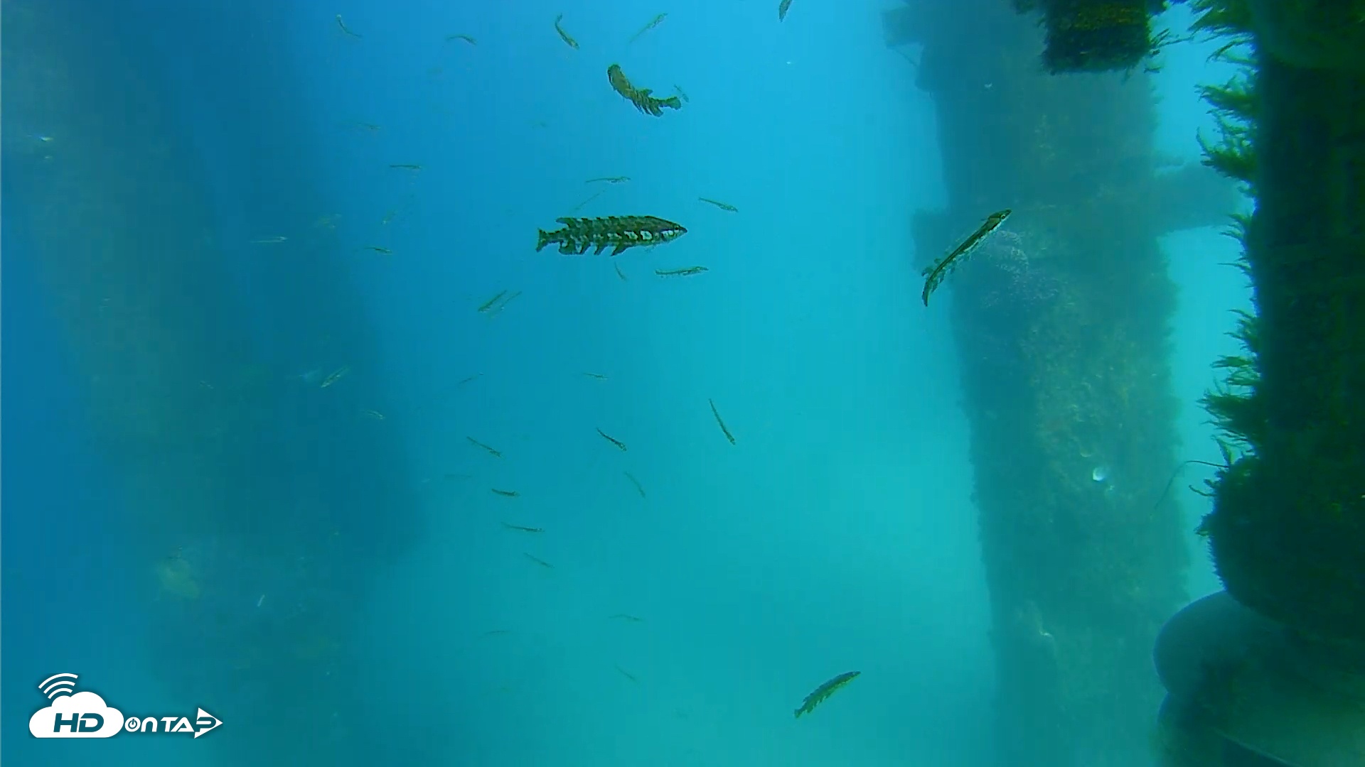 Snapshot of Scripps Pier Underwater Live Webcam taken Apr 8, 2026, 3:38pm PDT