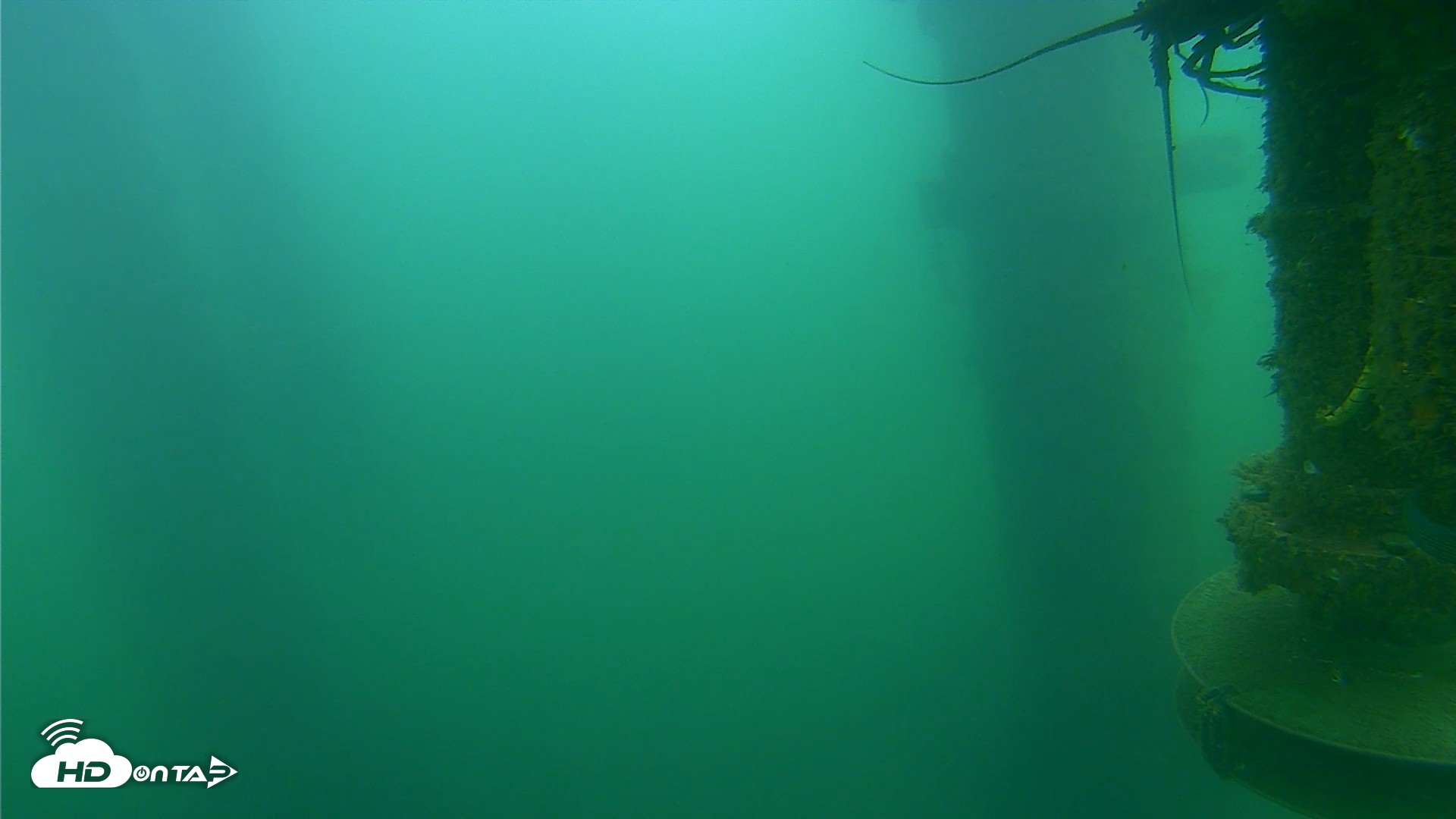 Snapshot of Scripps Pier Underwater Live Webcam taken Jul 16, 2026, 7:39am PDT