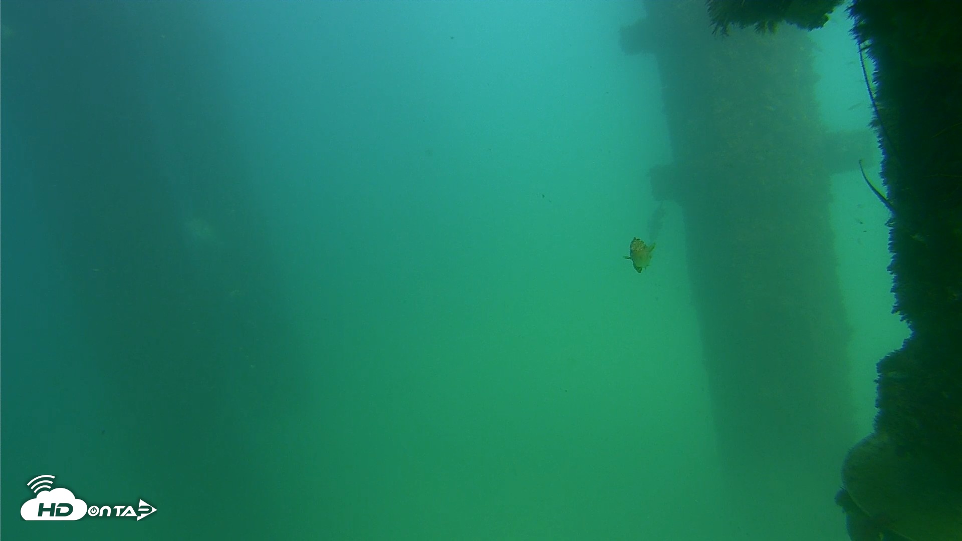 Snapshot of Scripps Pier Underwater Live Webcam taken Sep 18, 2026, 3:14pm PDT