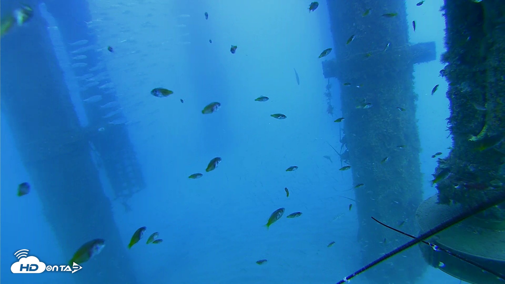 Snapshot of Scripps Pier Underwater Live Webcam taken Aug 6, 2026, 5:01pm PDT