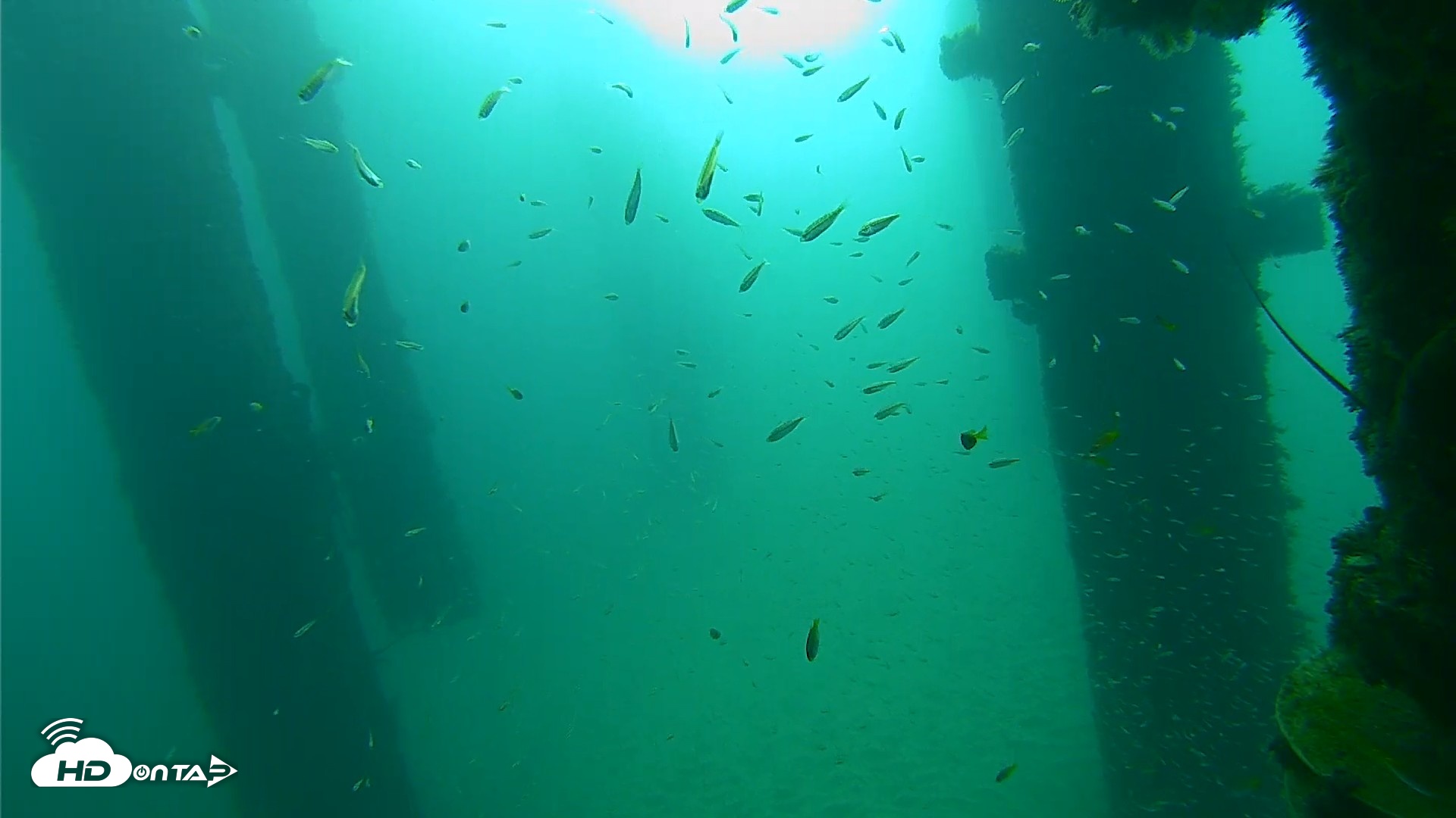 Snapshot of Scripps Pier Underwater Live Webcam taken Sep 25, 2026, 8:37am PDT