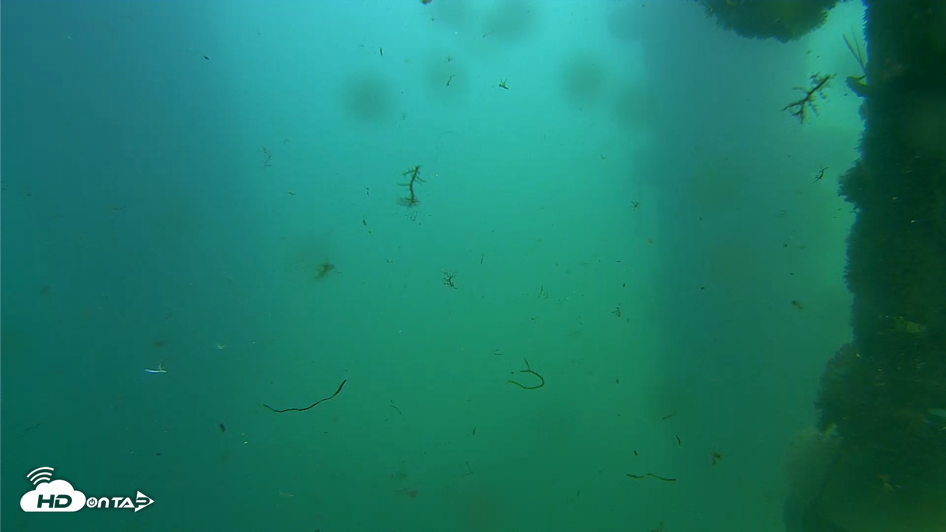 Snapshot of Scripps Pier Underwater Live Webcam taken Oct 7, 2025, 2:00pm PDT