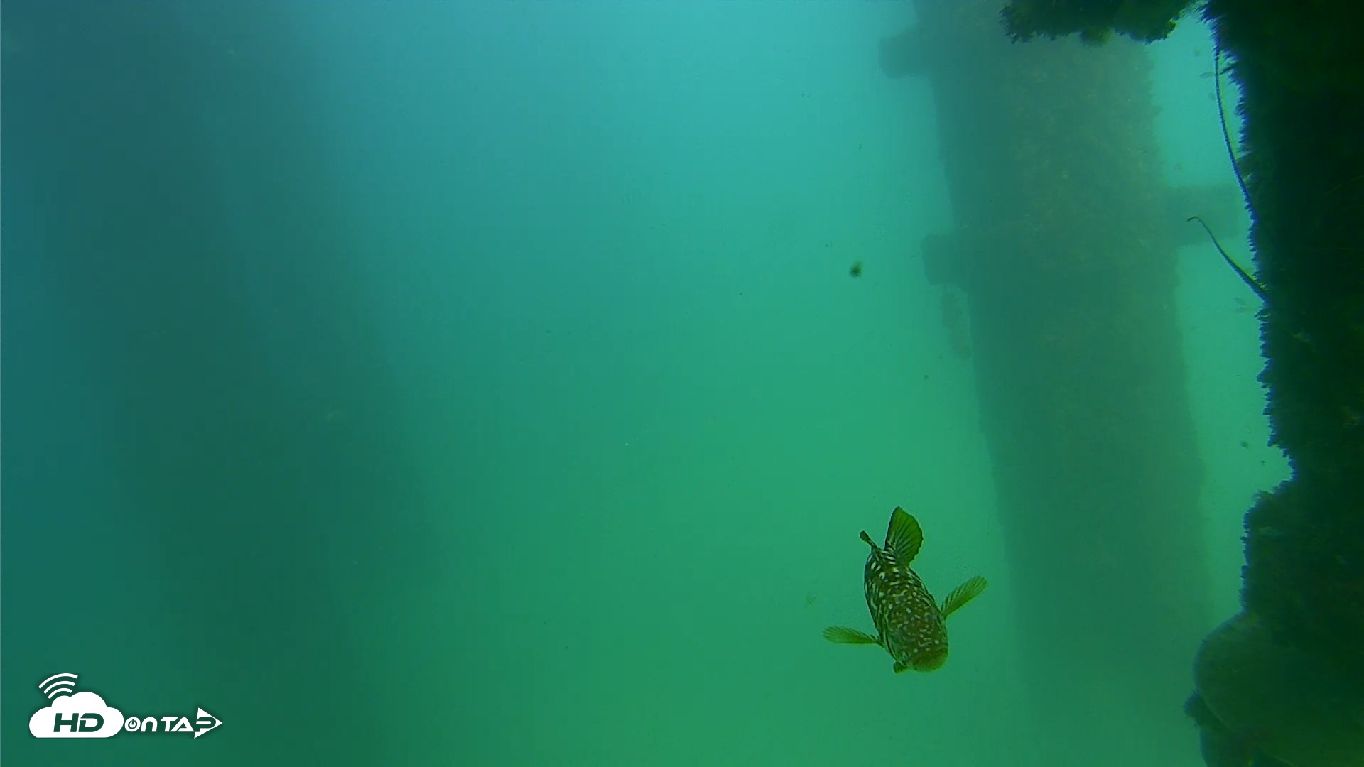 Snapshot of Scripps Pier Underwater Live Webcam taken Sep 18, 2026, 3:15pm PDT