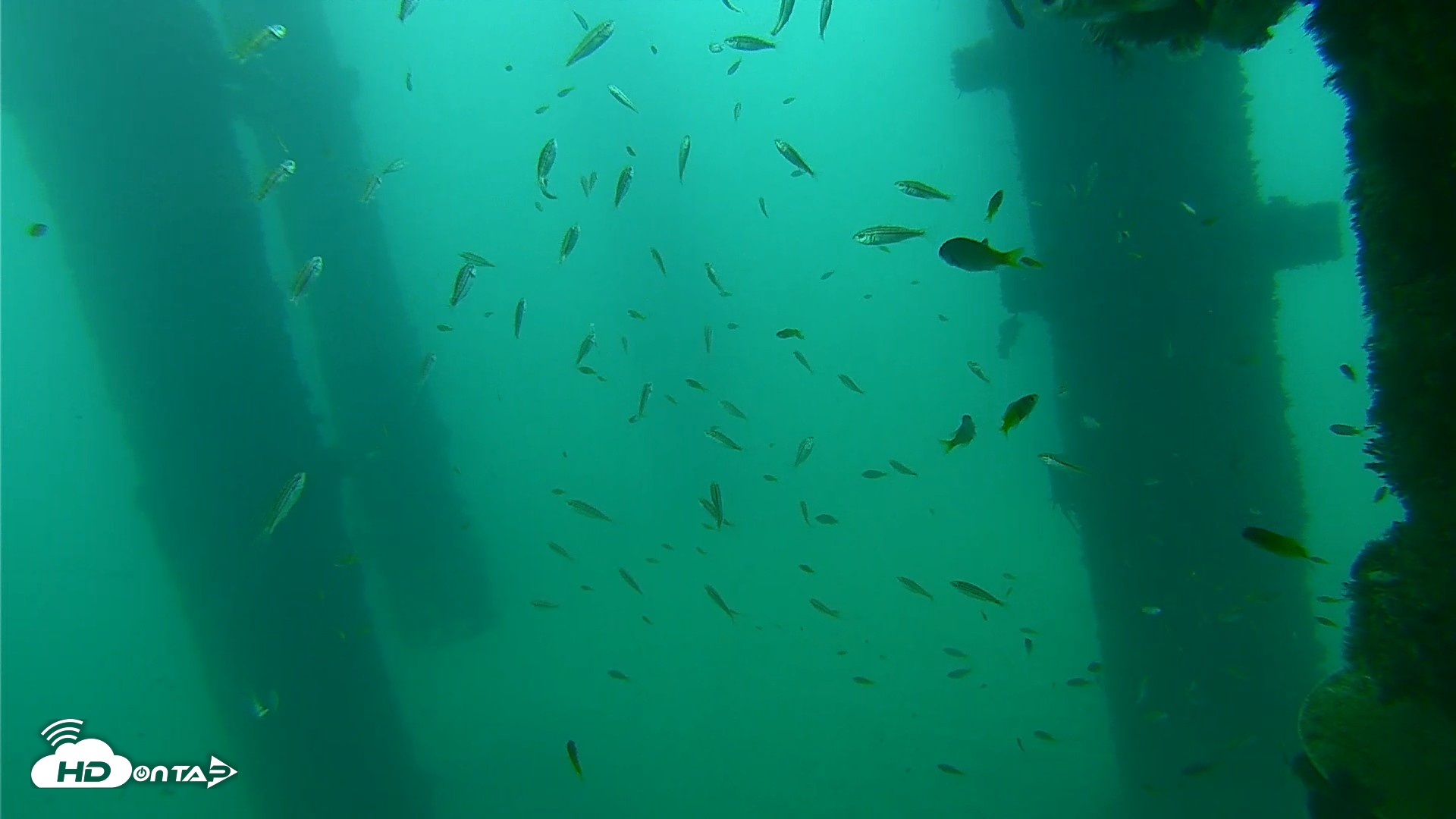 Snapshot of Scripps Pier Underwater Live Webcam taken Sep 17, 2026, 9:13am PDT