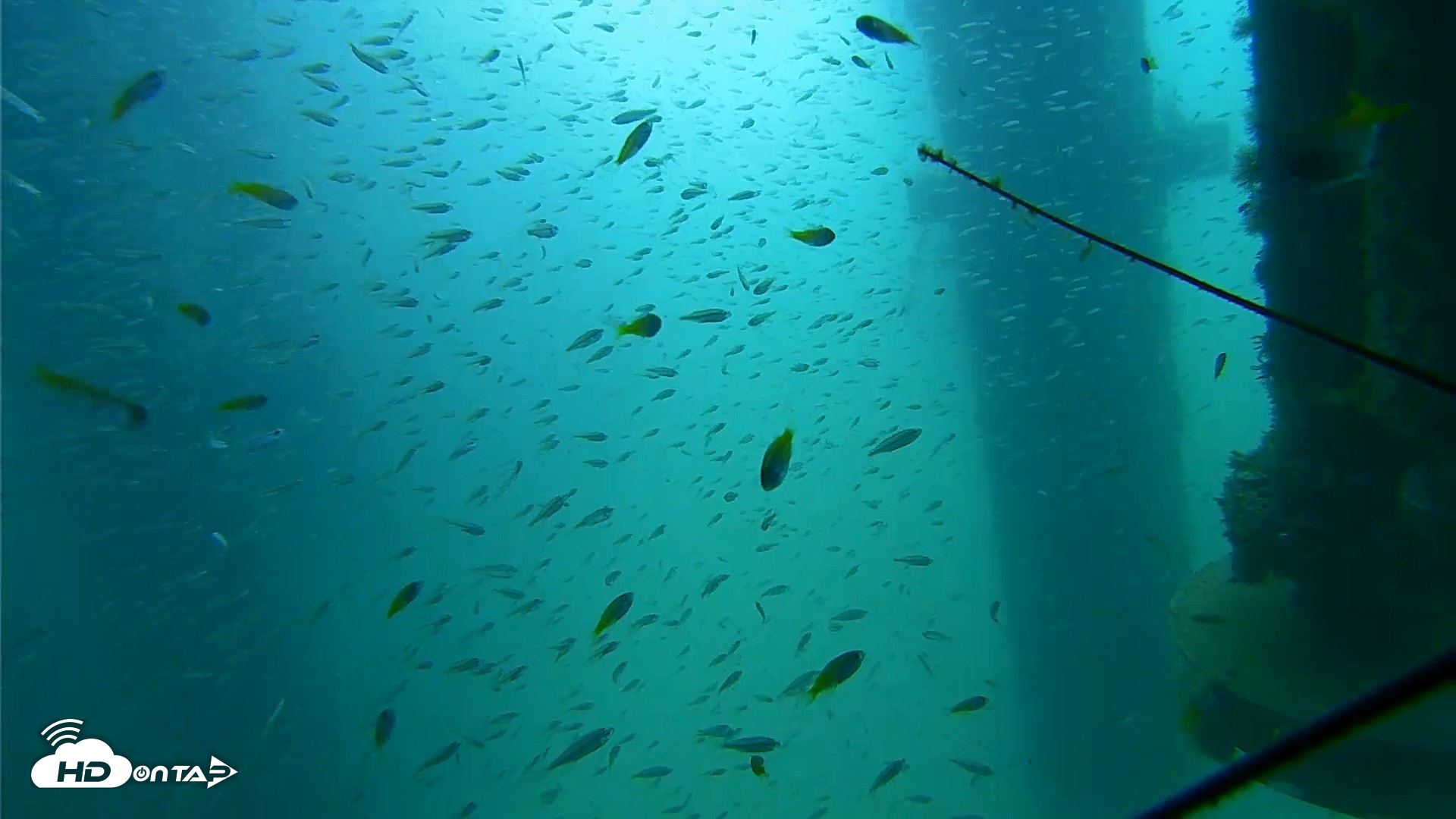 Snapshot of Scripps Pier Underwater Live Webcam taken Aug 10, 2026, 10:24am PDT
