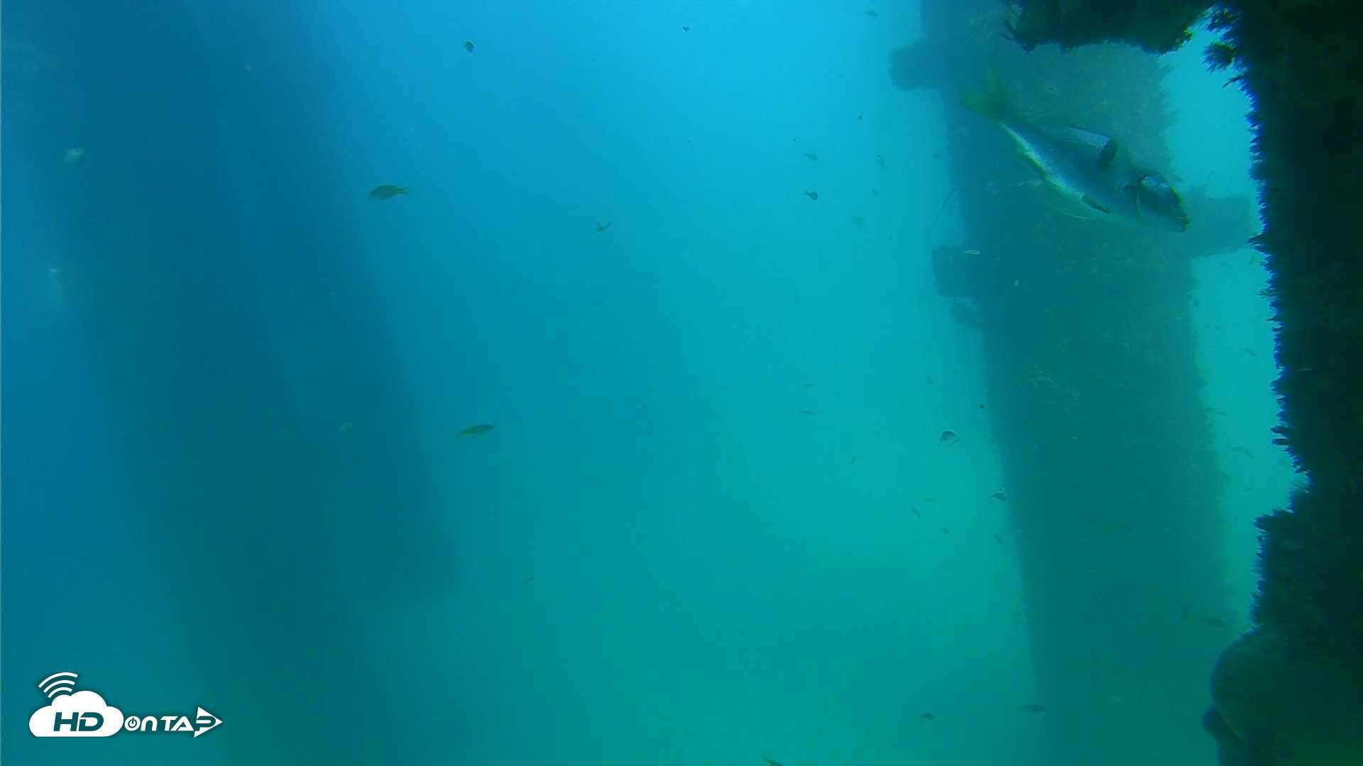 Snapshot of Scripps Pier Underwater Live Webcam taken Sep 17, 2026, 3:51pm PDT