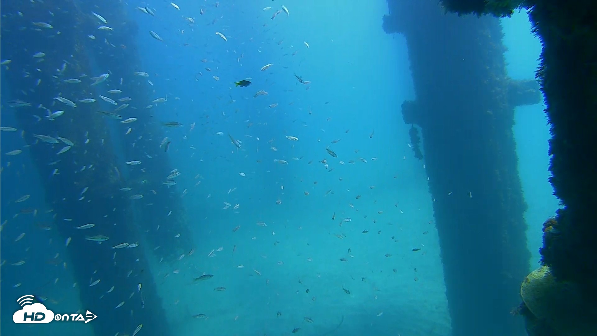 Snapshot of Scripps Pier Underwater Live Webcam taken Oct 5, 2026, 12:29pm PDT