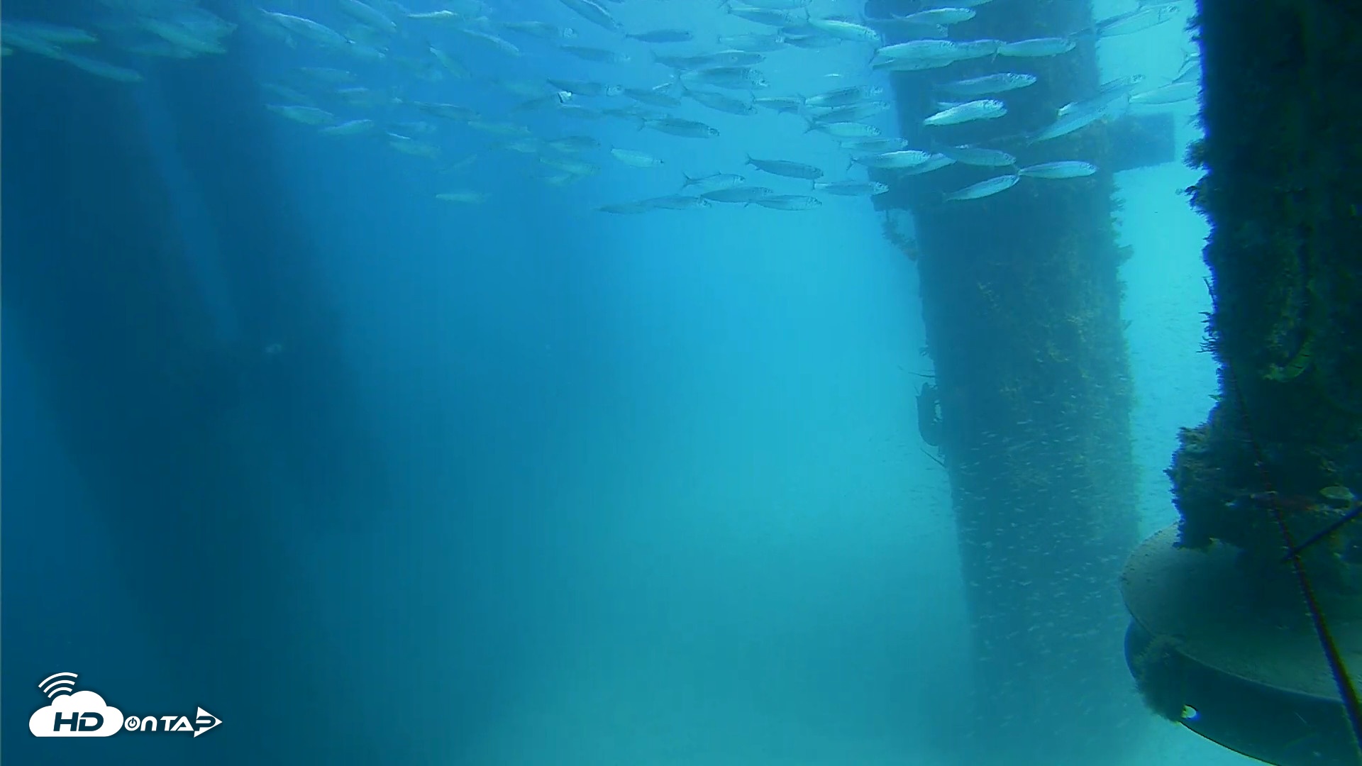 Snapshot of Scripps Pier Underwater Live Webcam taken Aug 6, 2026, 1:49pm PDT