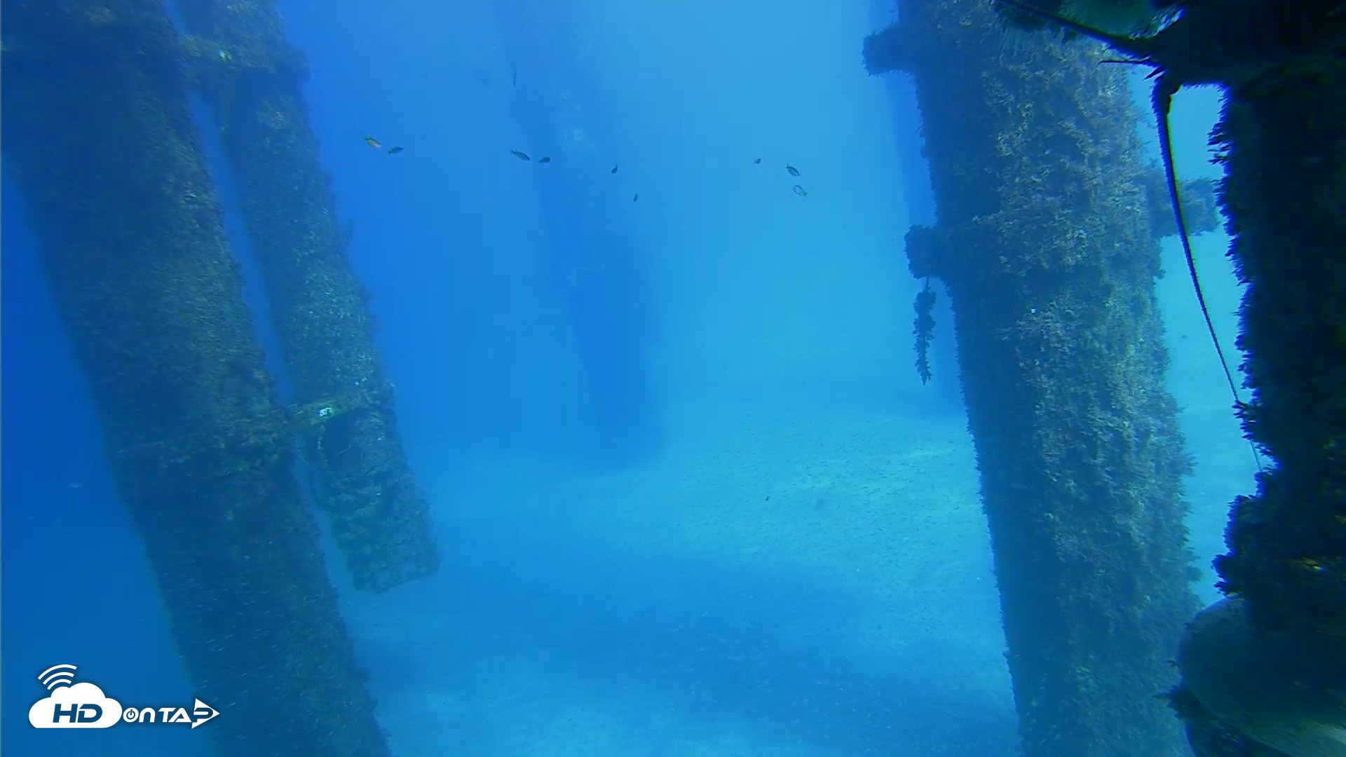 Snapshot of Scripps Pier Underwater Live Webcam taken Oct 16, 2026, 3:12pm PDT