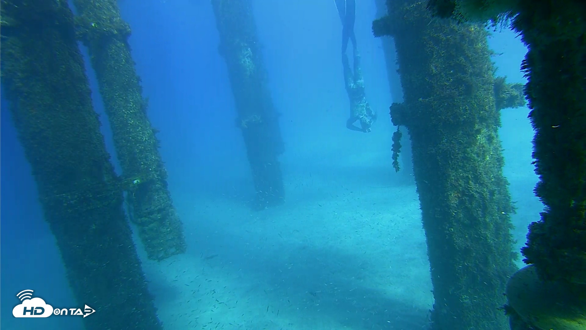 Snapshot of Scripps Pier Underwater Live Webcam taken Oct 18, 2026, 3:32pm PDT