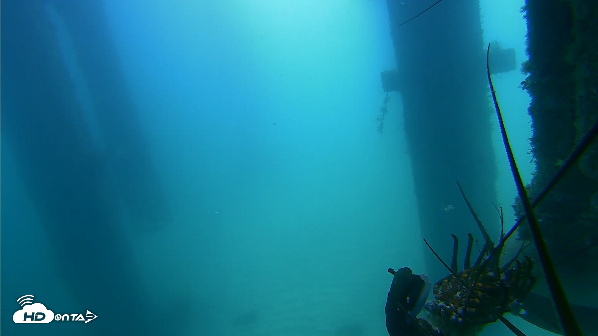 Snapshot of Scripps Pier Underwater Live Webcam taken Aug 6, 2026, 10:50am PDT