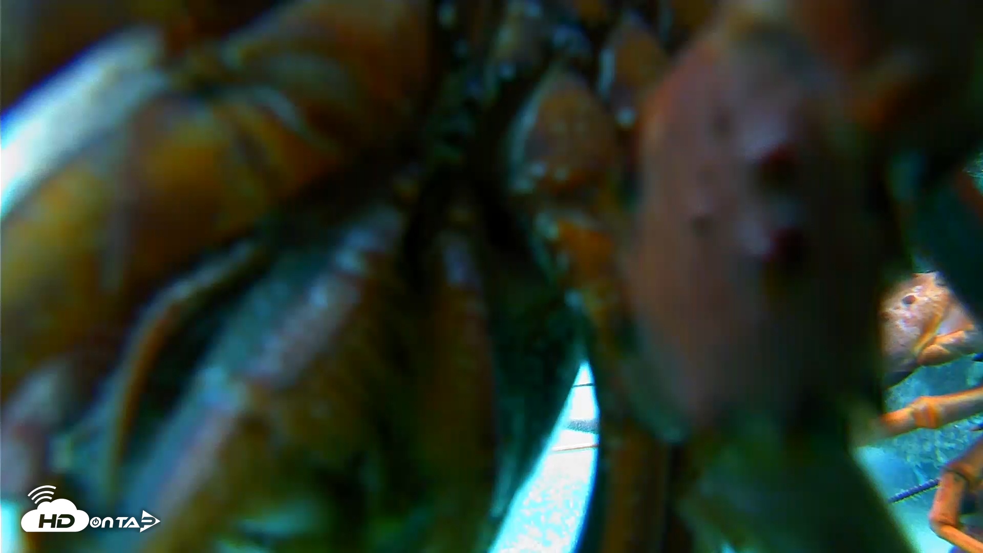 Snapshot of Scripps Pier Underwater Live Webcam taken Jan 26, 2026, 4:37pm PST