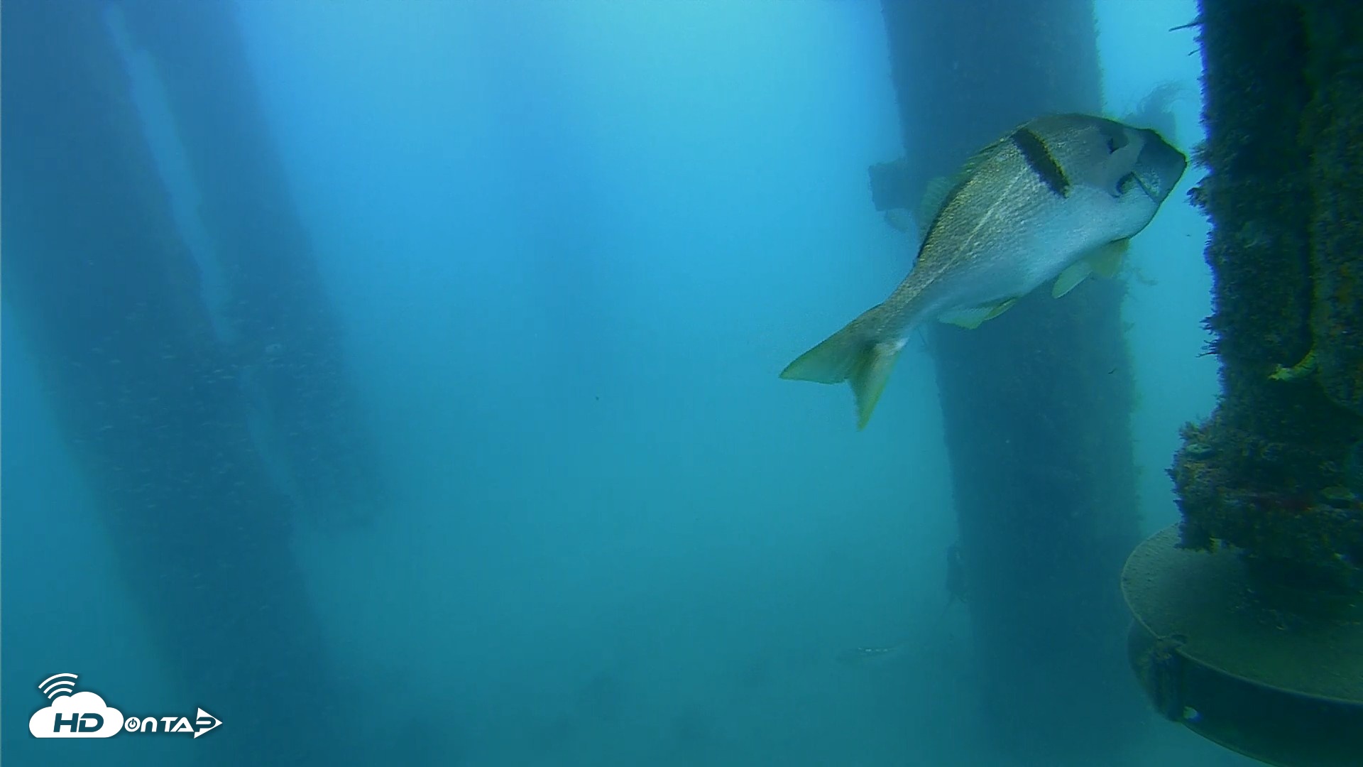 Snapshot of Scripps Pier Underwater Live Webcam taken Aug 4, 2026, 8:55am PDT