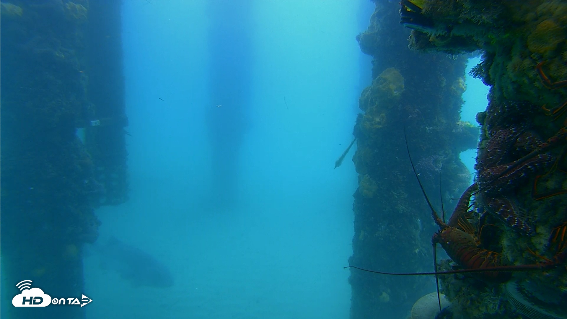 Snapshot of Scripps Pier Underwater Live Webcam taken May 3, 2025, 8:59am PDT
