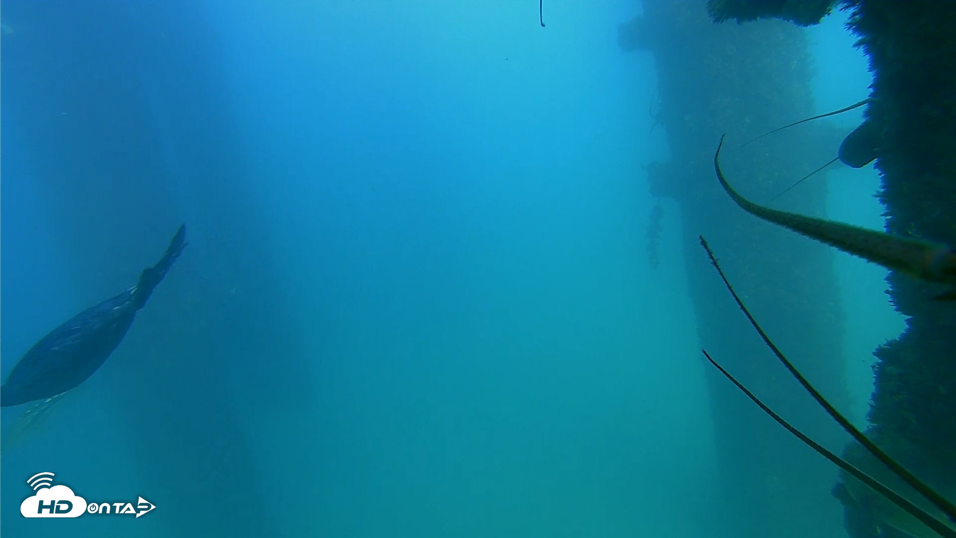 Snapshot of Scripps Pier Underwater Live Webcam taken Sep 21, 2026, 4:12pm PDT