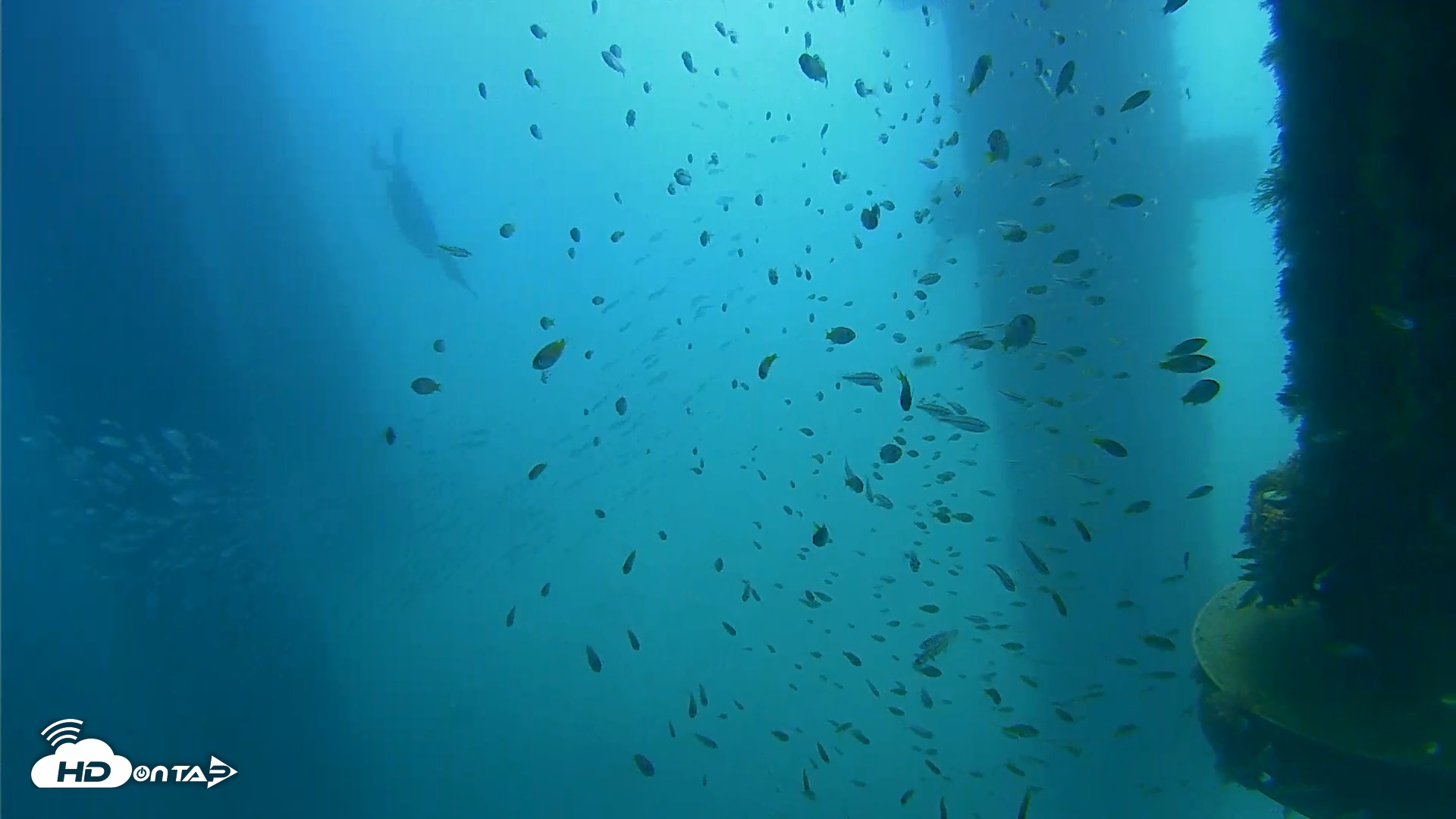 Snapshot of Scripps Pier Underwater Live Webcam taken Aug 27, 2026, 11:23am PDT