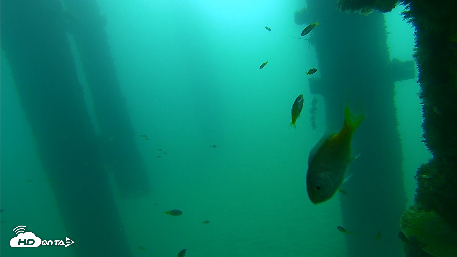 Snapshot of Scripps Pier Underwater Live Webcam taken Sep 21, 2026, 9:03am PDT