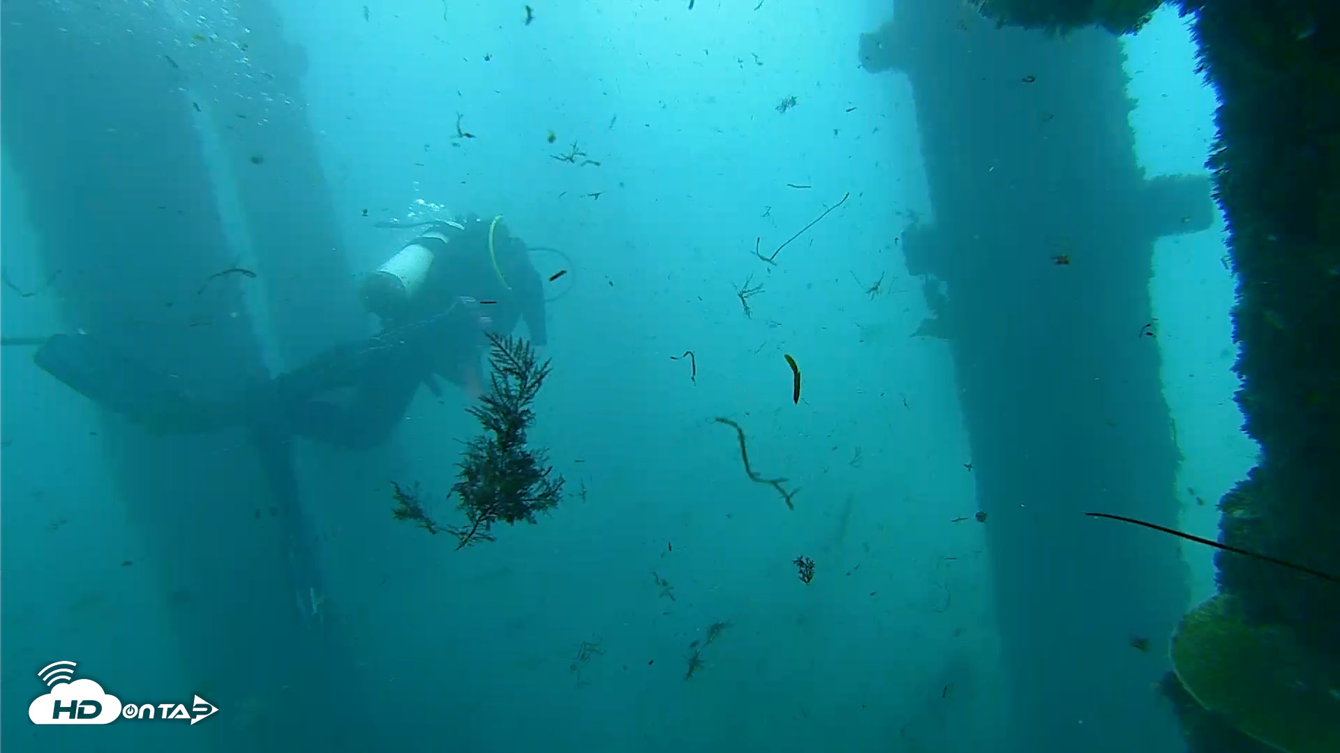 Snapshot of Scripps Pier Underwater Live Webcam taken Oct 1, 2026, 9:13am PDT