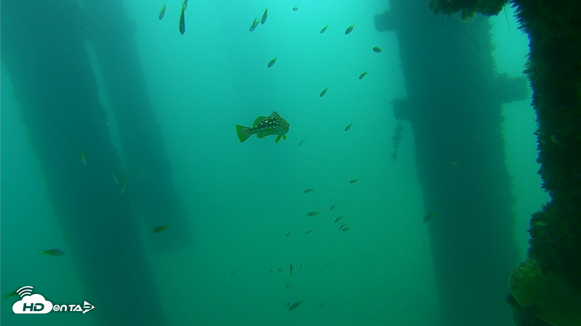 Snapshot of Scripps Pier Underwater Live Webcam taken Sep 21, 2026, 8:56am PDT