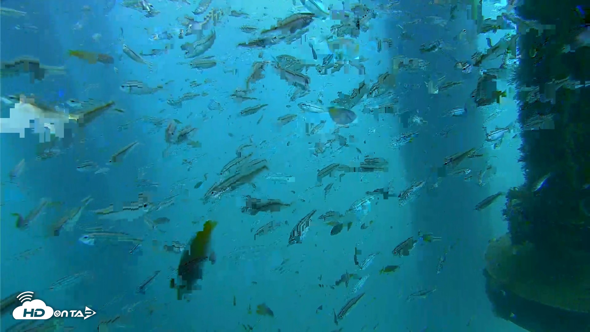 Snapshot of Scripps Pier Underwater Live Webcam taken Aug 27, 2026, 2:50pm PDT