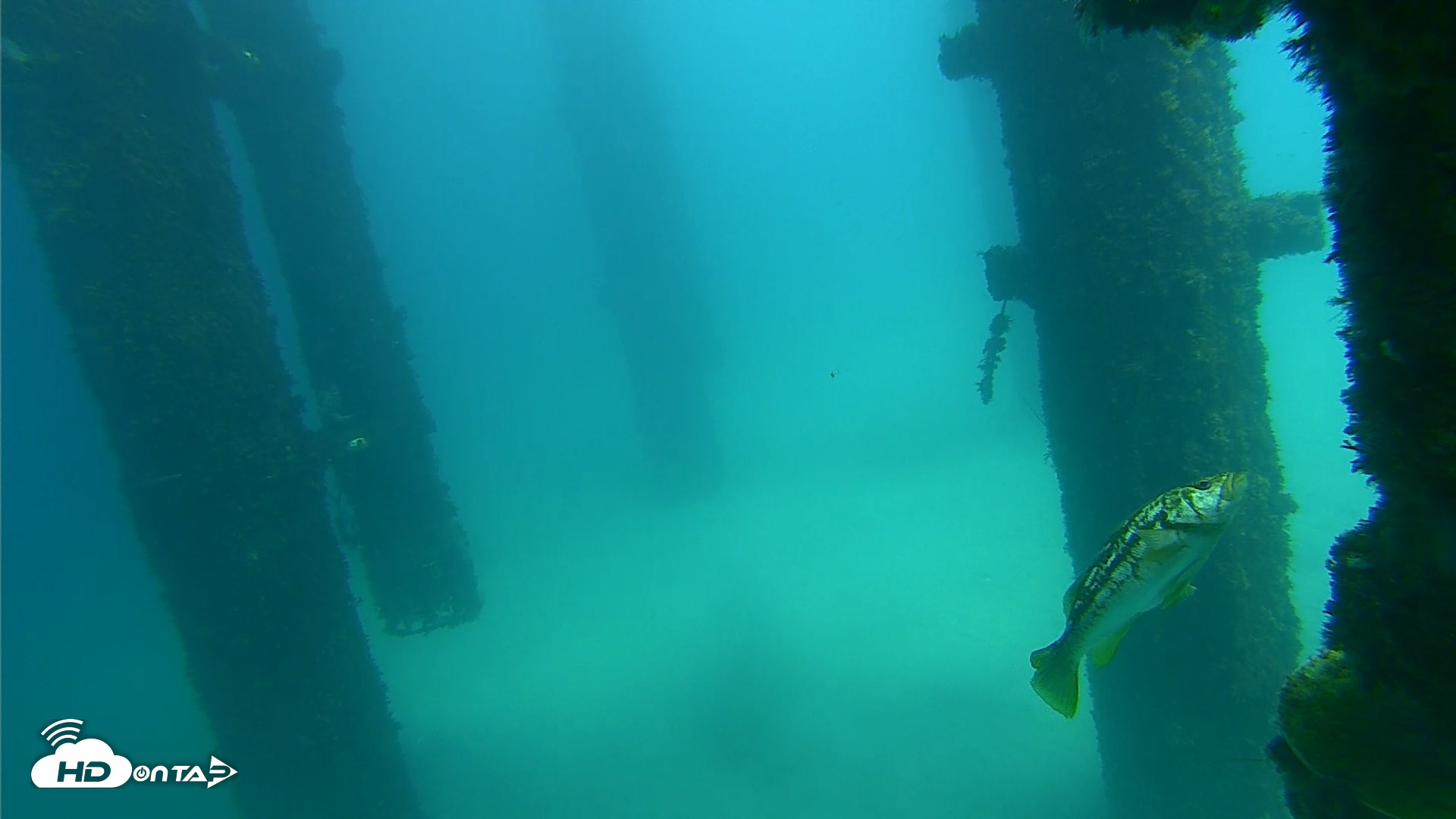 Snapshot of Scripps Pier Underwater Live Webcam taken Sep 24, 2026, 1:30pm PDT